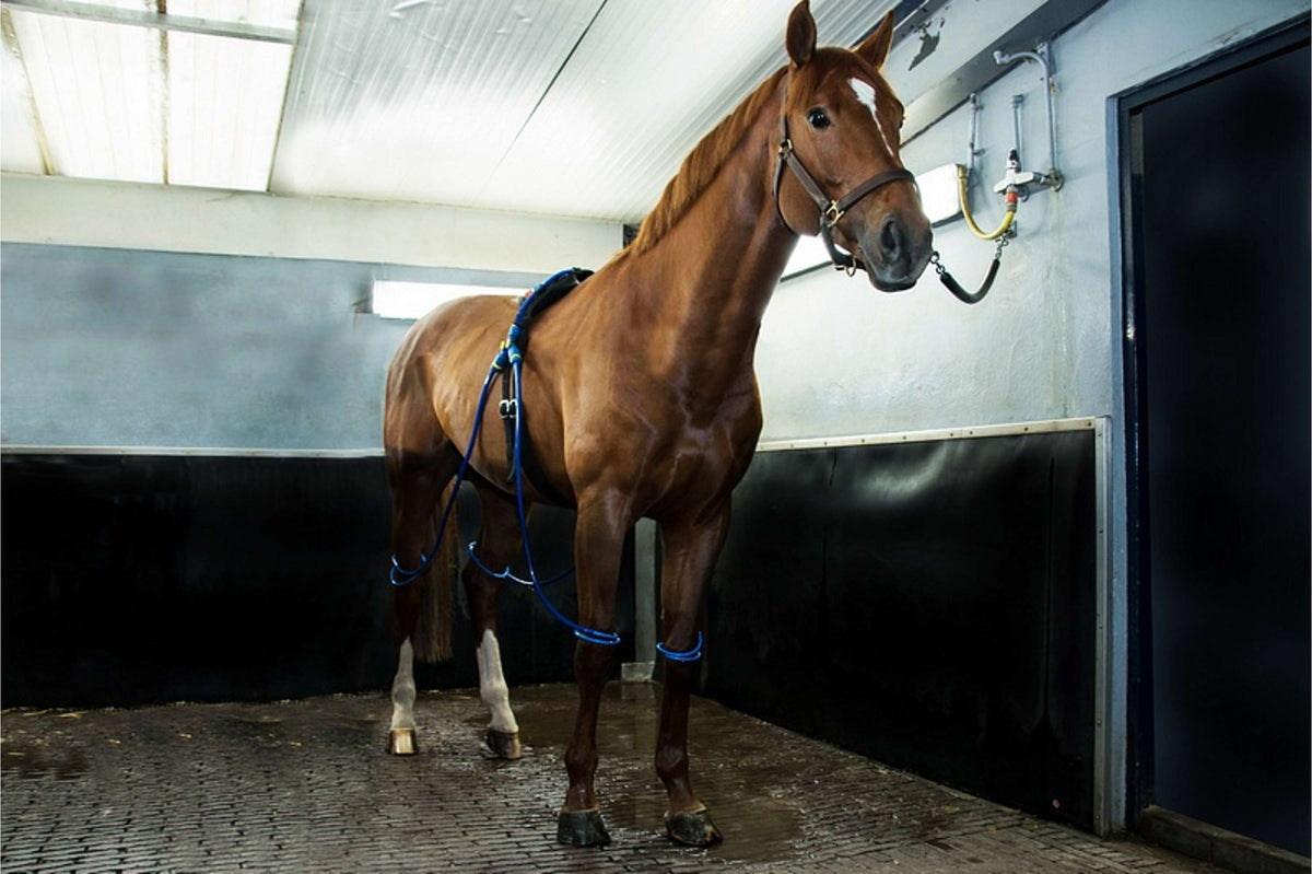 Equine Legcooler Soutien du Système Respiratoire Bronchix Liq Type 1 for 4 Legs