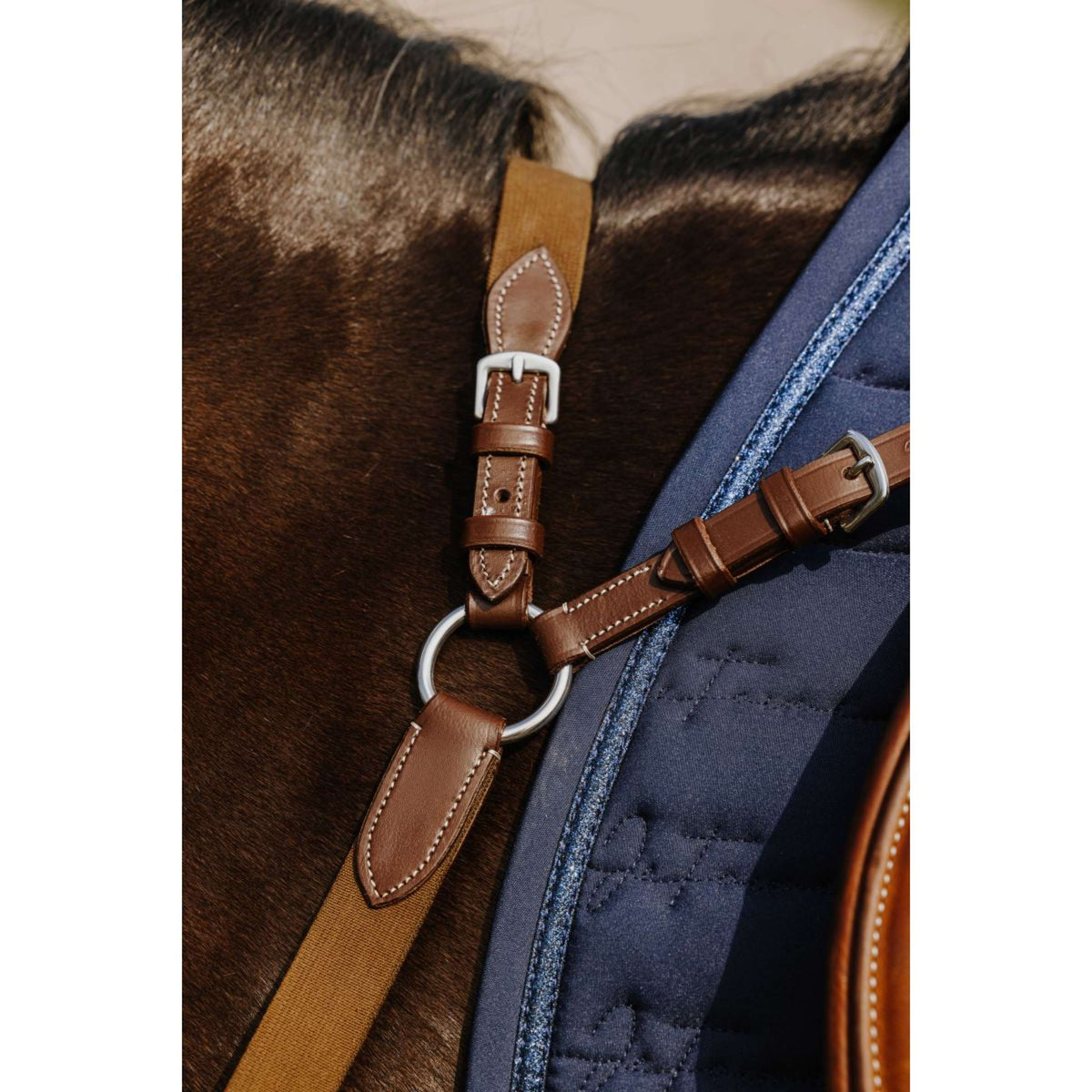Norton Collier de Chasse 5 Points Havane