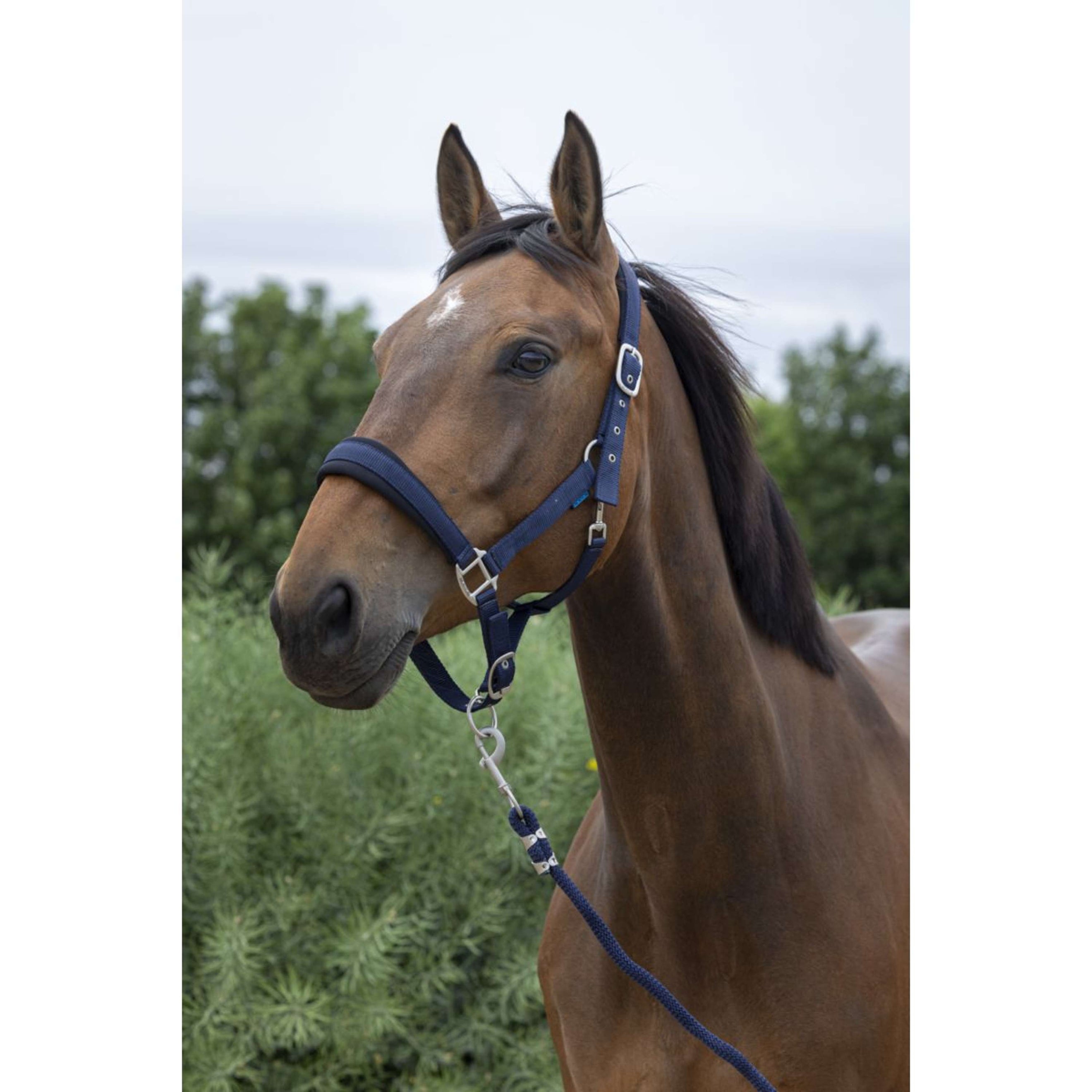 Norton Ensemble Licol Large Marin Norton Ensemble Licol Large Marin
