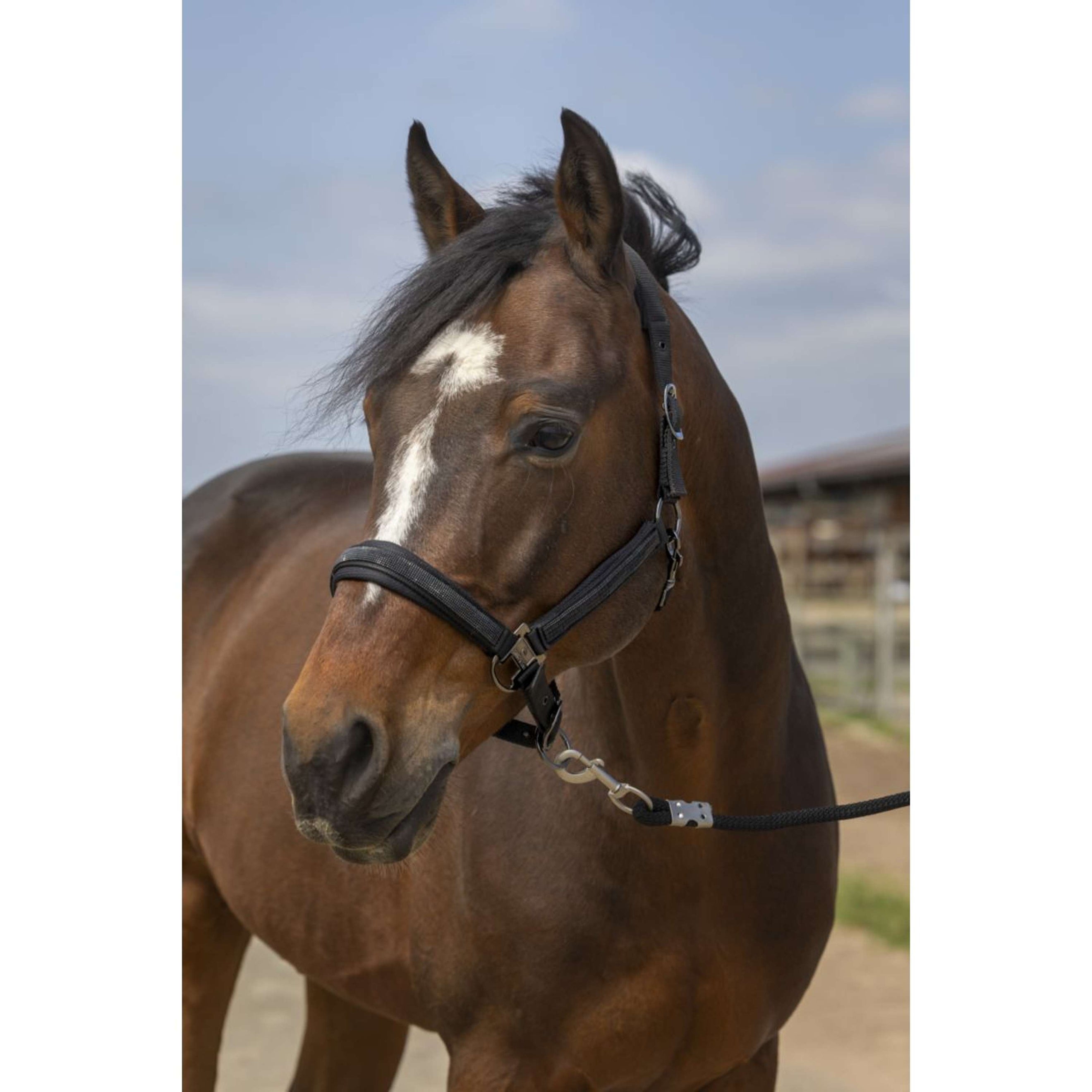 EQUITHÈME Licol Strass Nylon Noir EQUITHÈME Licol Strass Nylon Noir