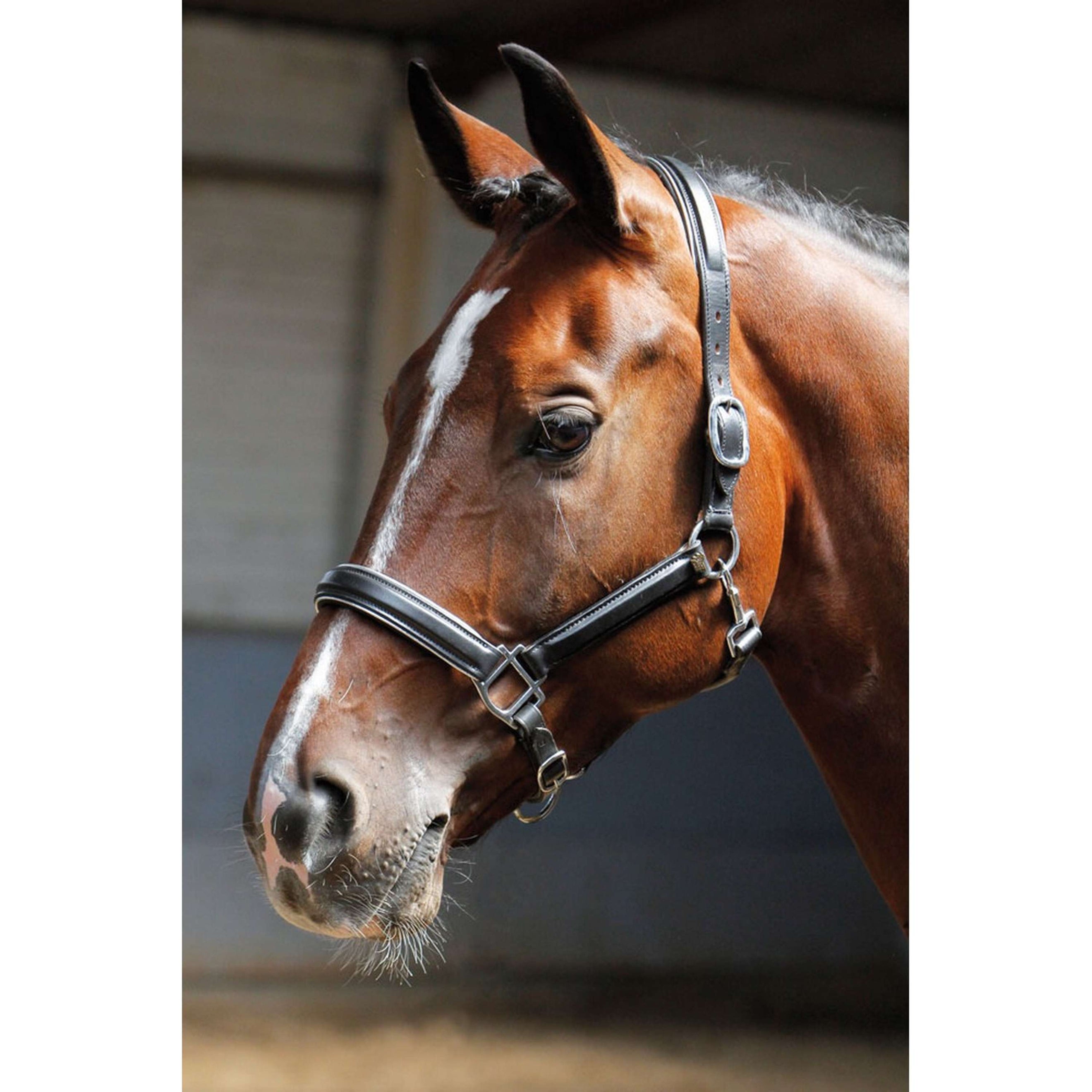 Harry's Horse Licol Cuir avec Jonc Argent Harry's Horse Licol Cuir avec Jonc Argent