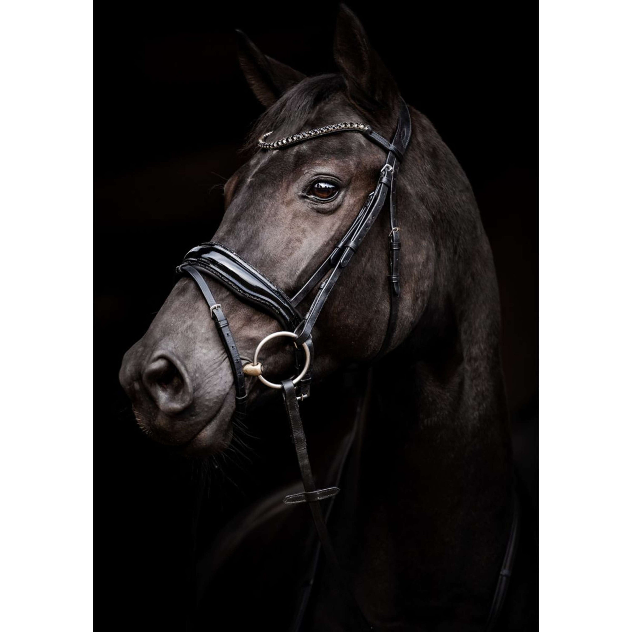 HB Bridon Showtime Evalira Noir HB Bridon Showtime Evalira Noir