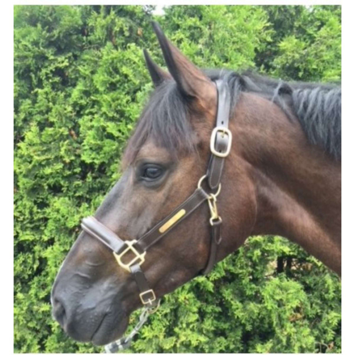 HB Licol Horse Name Leer Marron