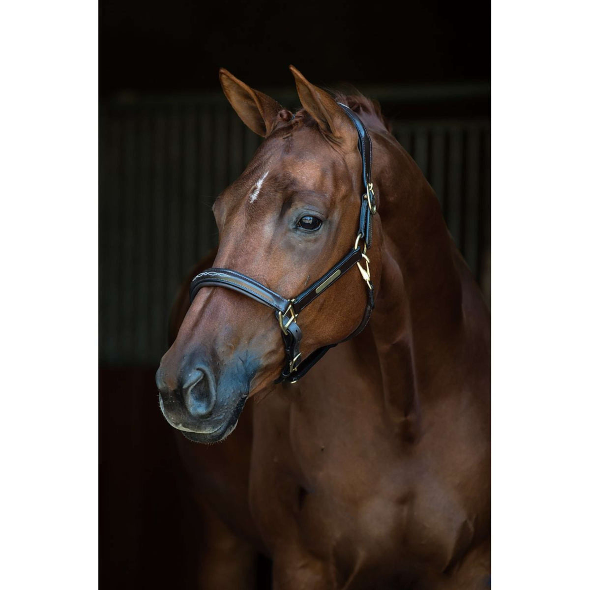 HB Licol Horse Name Leer Noir