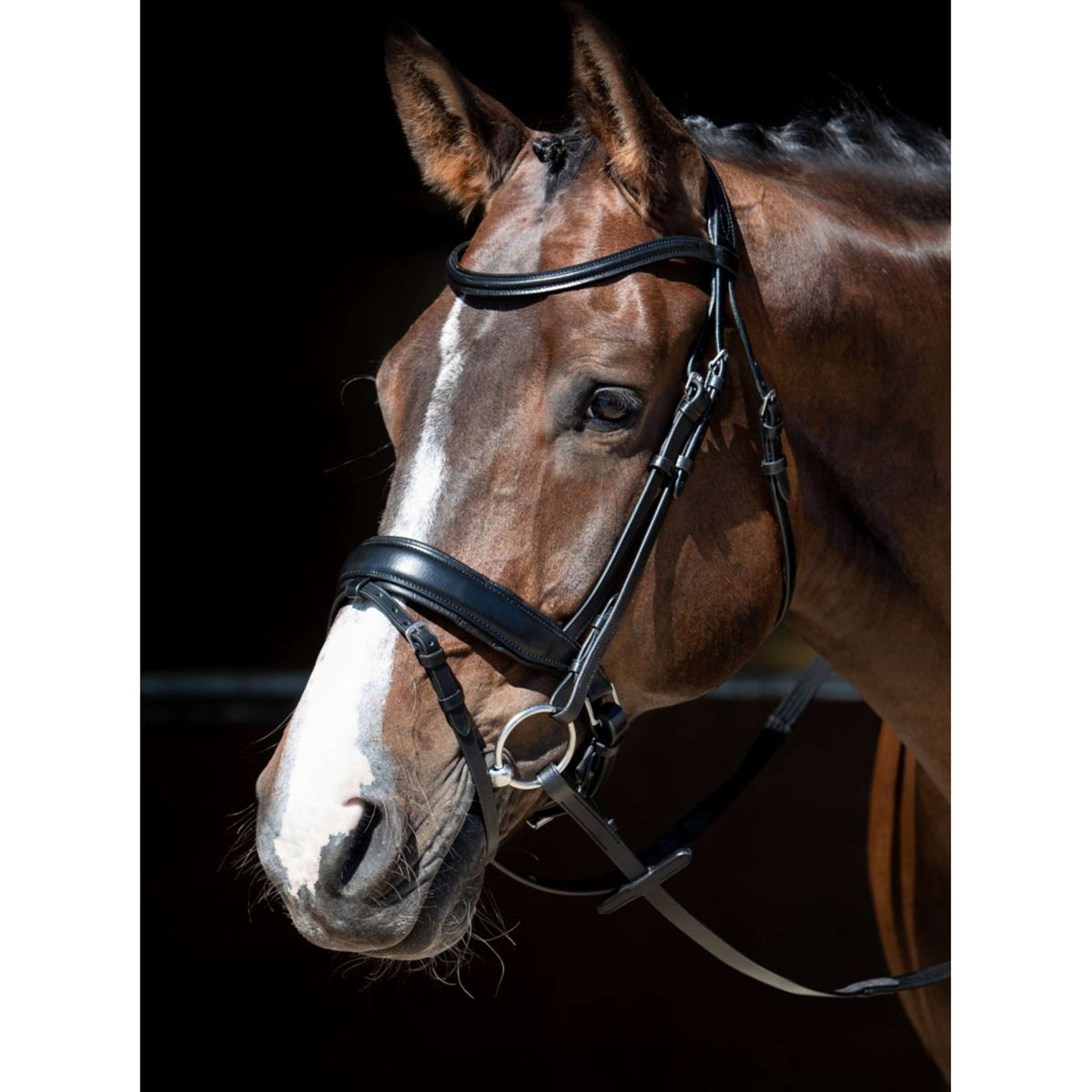 Harry's Horse Bride MM Foramen Free Noir
