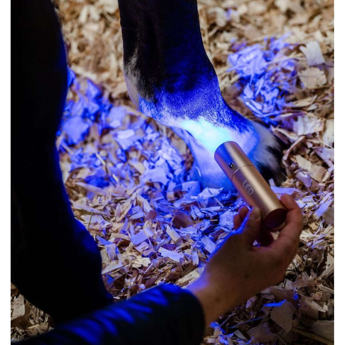 Horseware LED Red Light Therapy le bâton Noir
