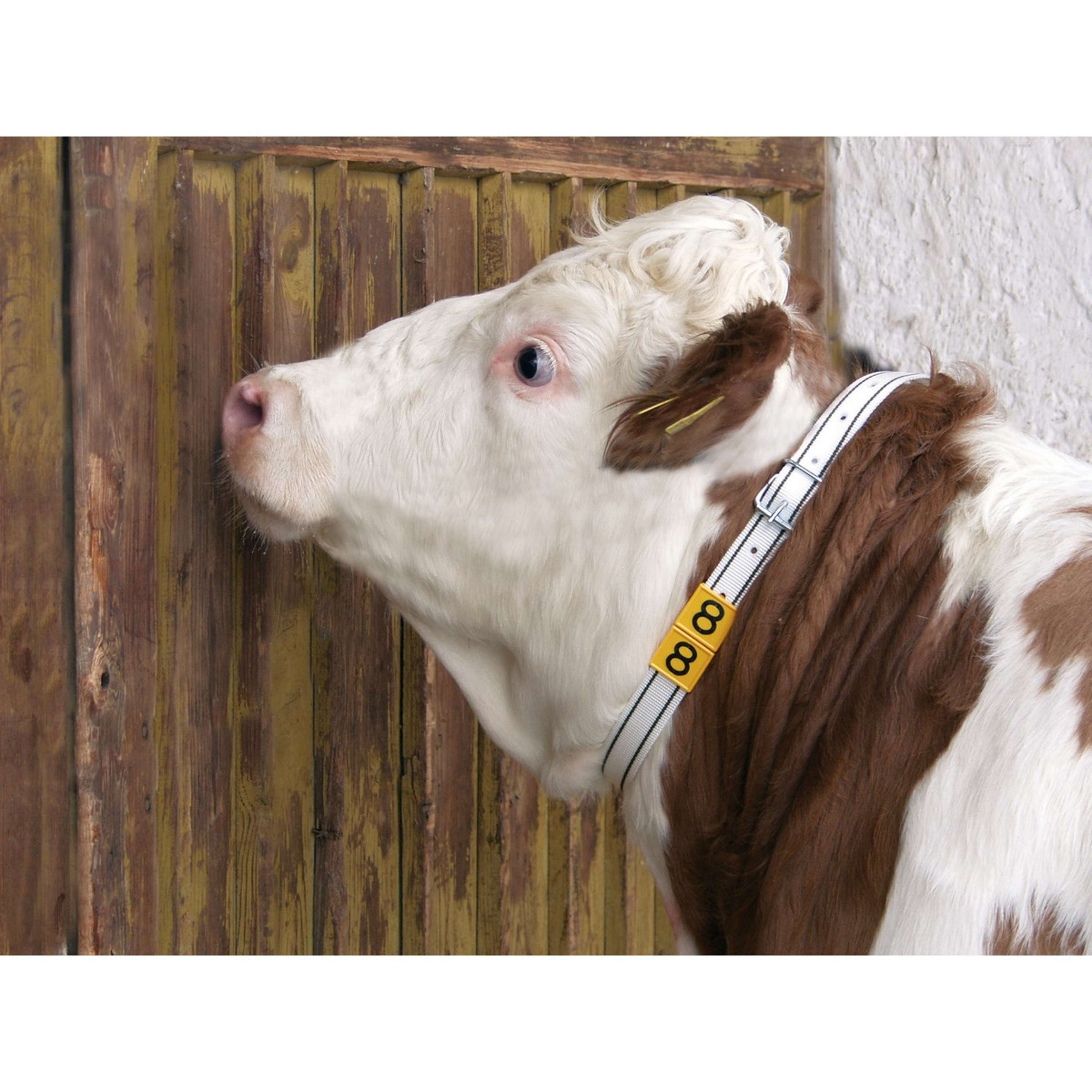 Kerbl Collier d'Identification Blanc Kerbl Collier d'Identification Blanc