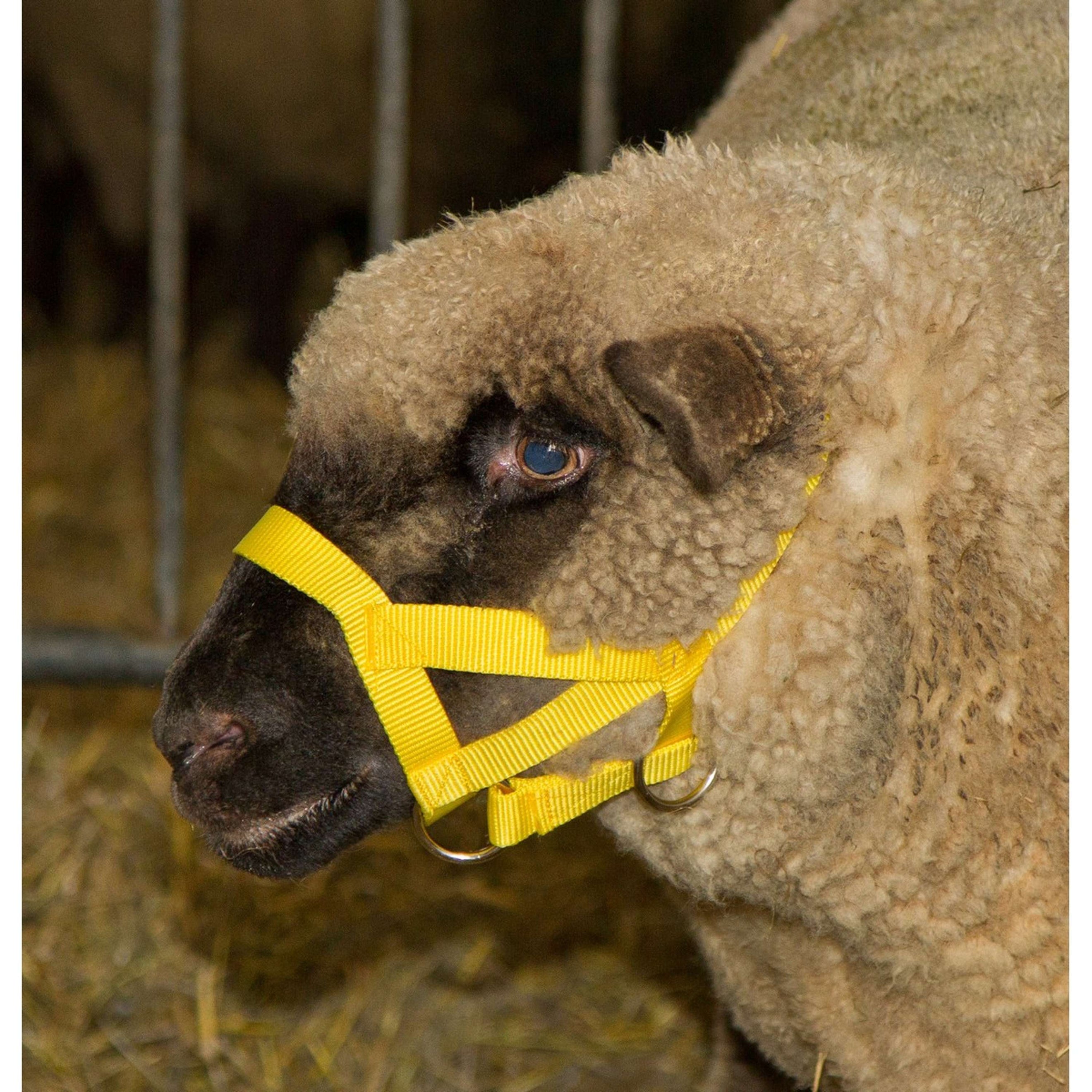 Kerbl Licol Nylon Mouton/Bouc Jaune Kerbl Licol Nylon Mouton/Bouc Jaune