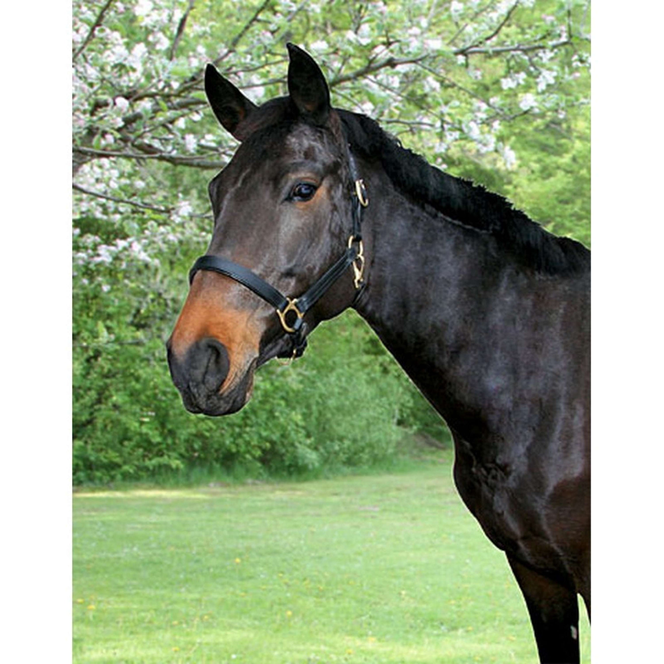 Covalliero Licol Robuste Cuir Marron Covalliero Licol Robuste Cuir Marron