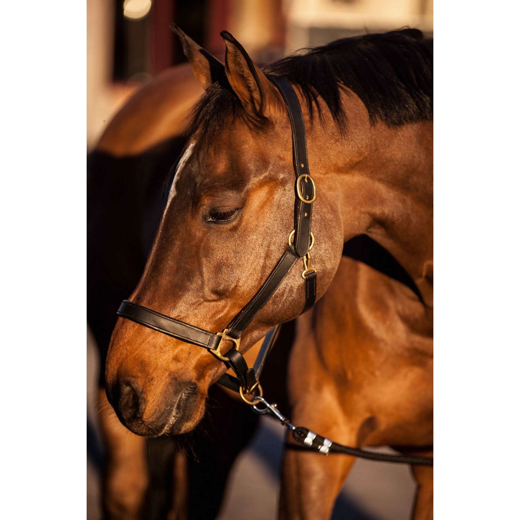 Covalliero Licol Robuste Cuir Marron
