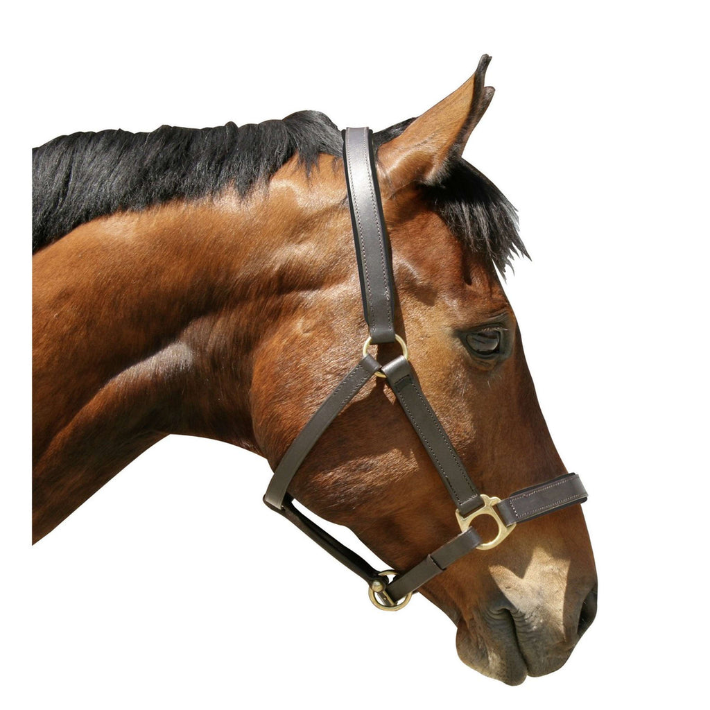 Covalliero Licol Robuste Cuir Marron