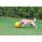 Kerbl Ballon de Jeu En Plastique Jaune pour Chien Jaune