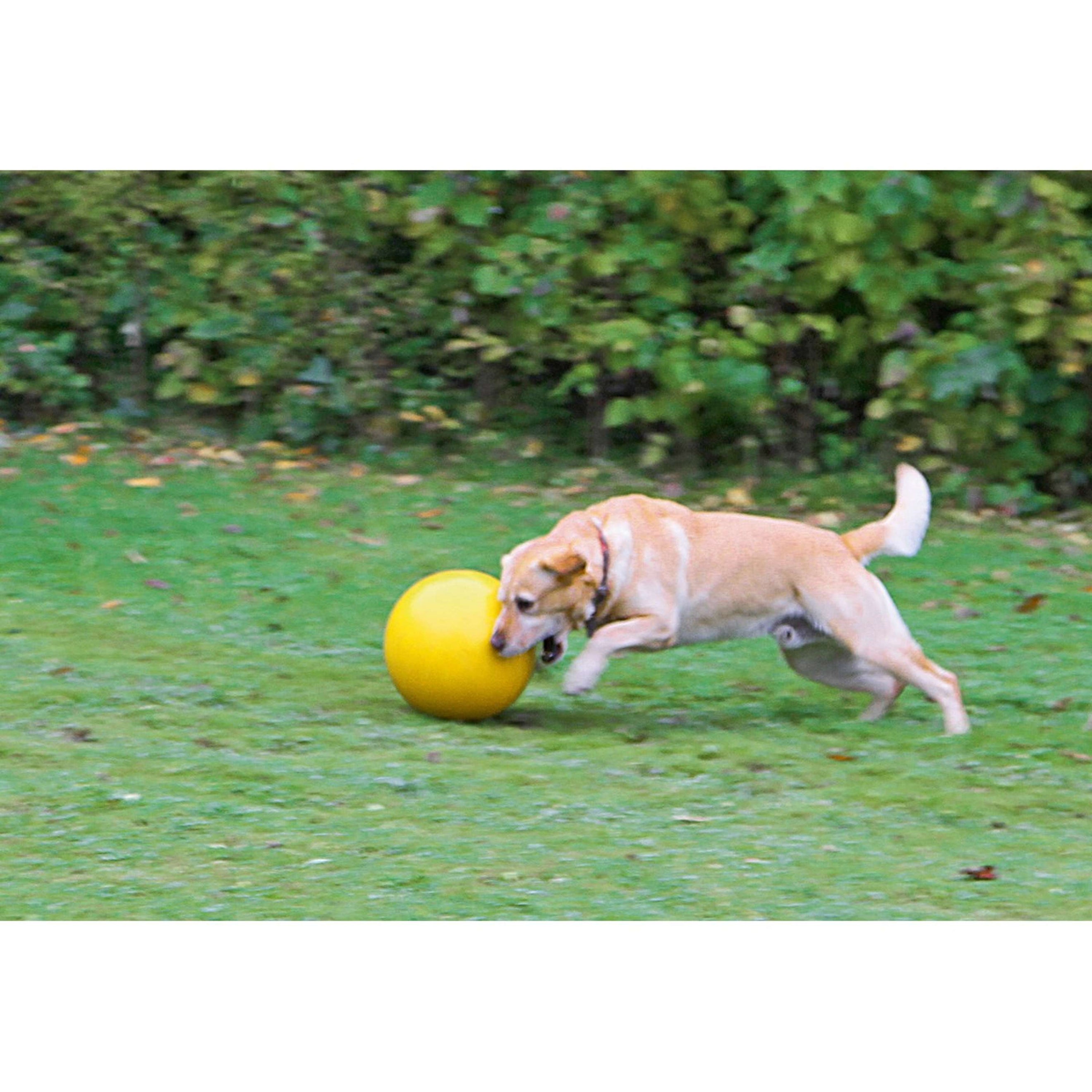 Kerbl Ballon de Jeu En Plastique Jaune pour Chien Jaune Kerbl Ballon de Jeu En Plastique Jaune pour Chien Jaune