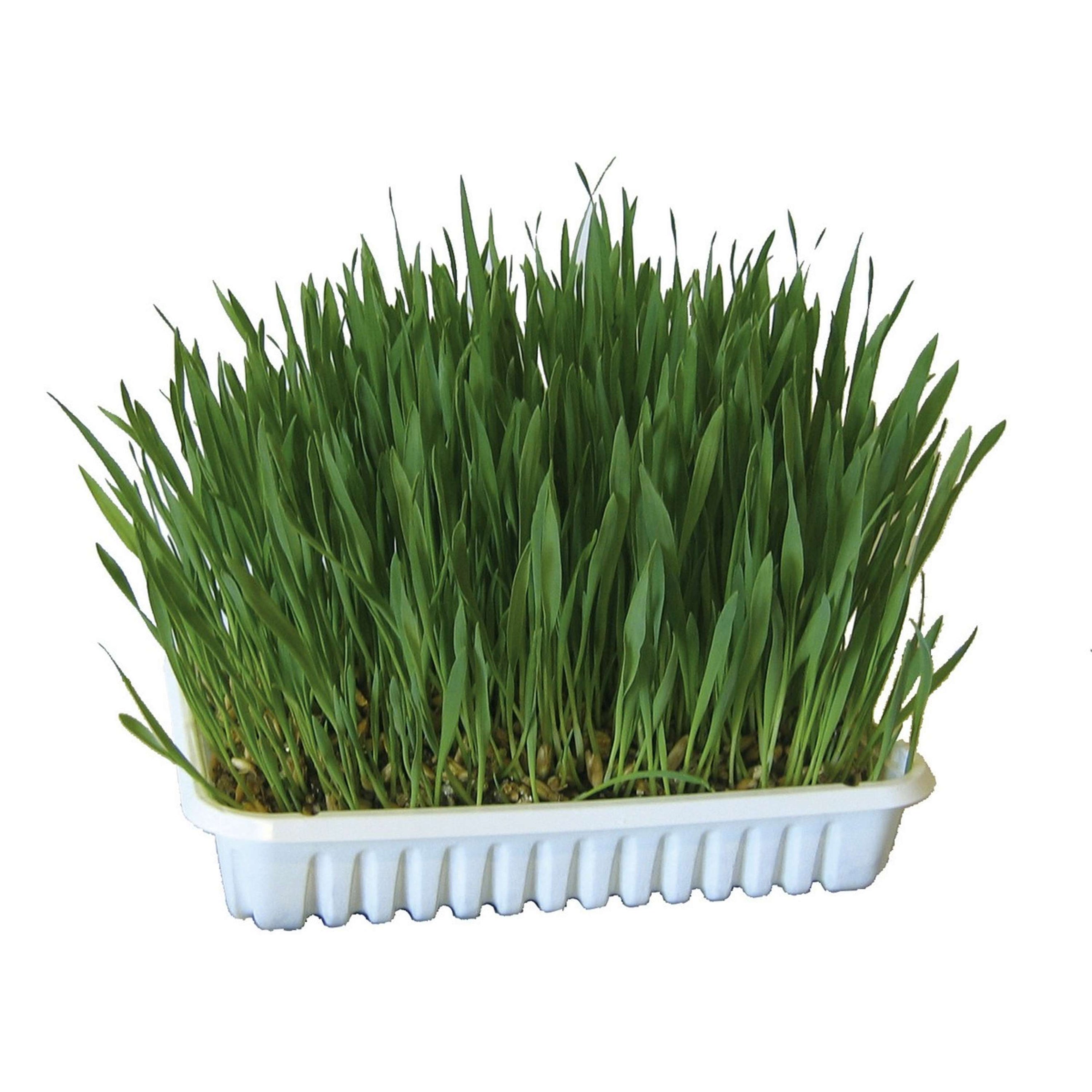Kerbl Herbe à Chat Vert Kerbl Herbe à Chat Vert