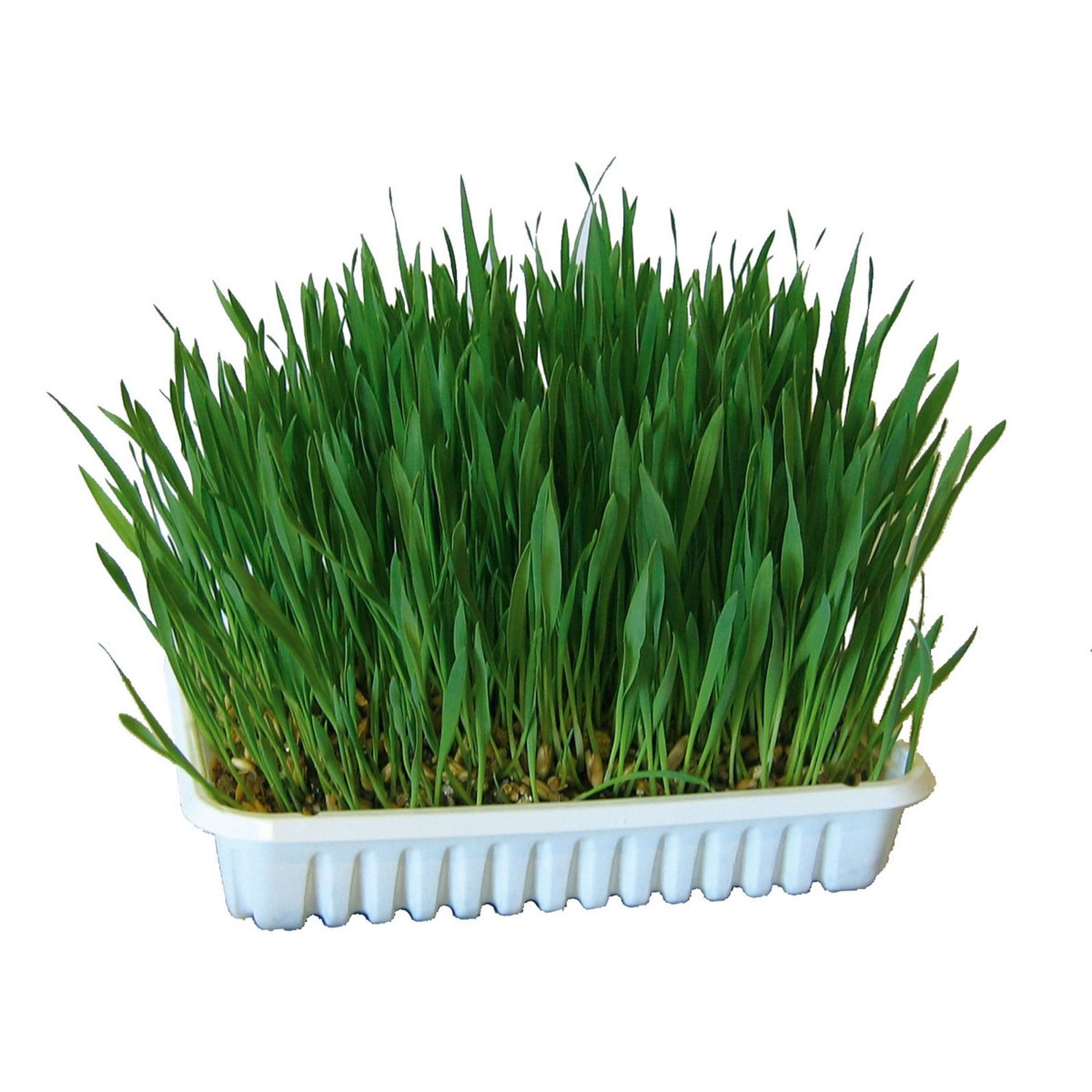Kerbl Herbe pour Rongeur Kerbl Herbe pour Rongeur