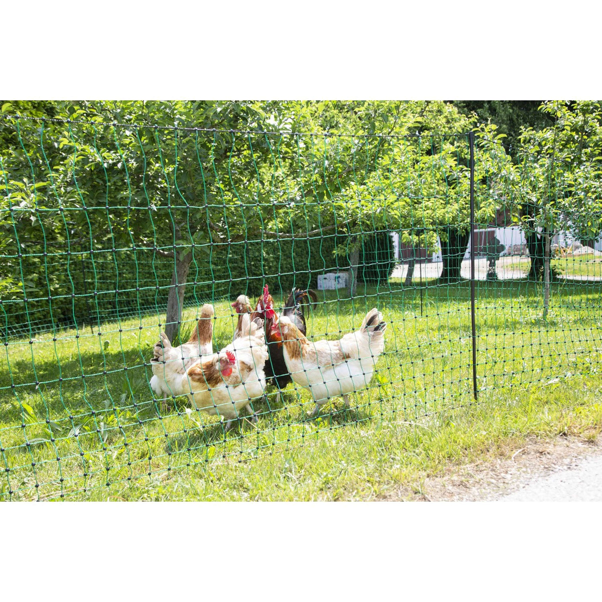 Ako Filet Avicole Goupille Double Conductrice Vert