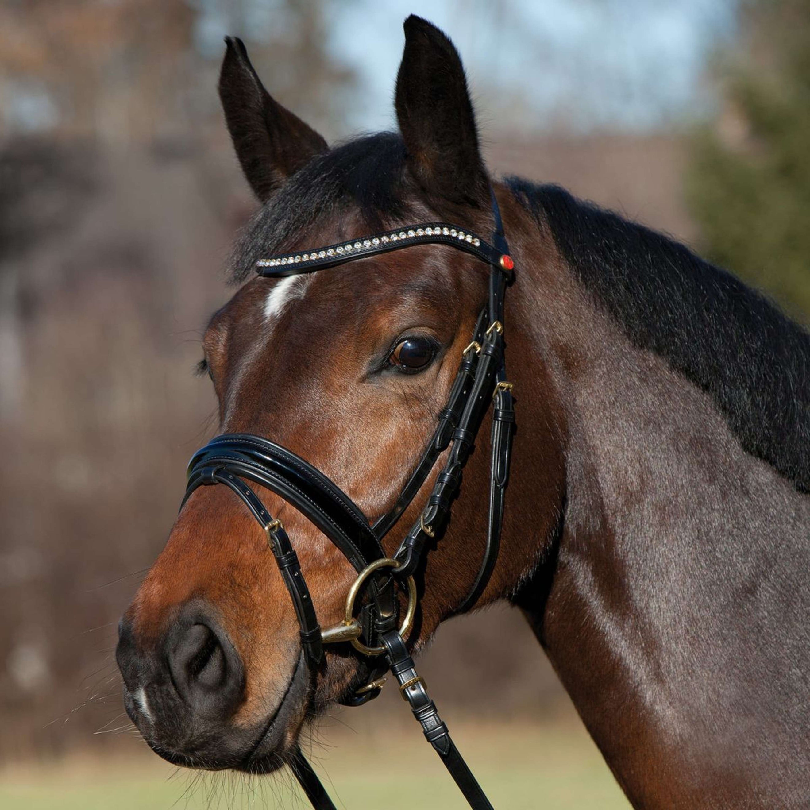 Kieffer Bridon Comfort Paris Anglais Muserolle avec Noseband, Noir Technique, Vernis, 35mm Noir Kieffer Bridon Comfort Paris Anglais Muserolle avec Noseband, Noir Technique, Vernis, 35mm Noir