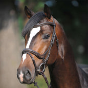 Kavalkade Bridon Ivy Marron