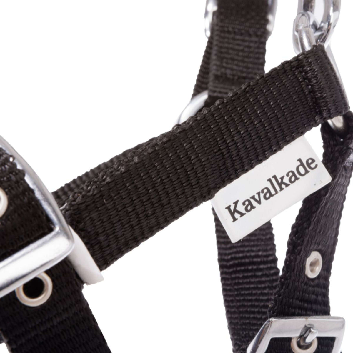 Kavalkade Licol pour Poulain et Yearling Bleu