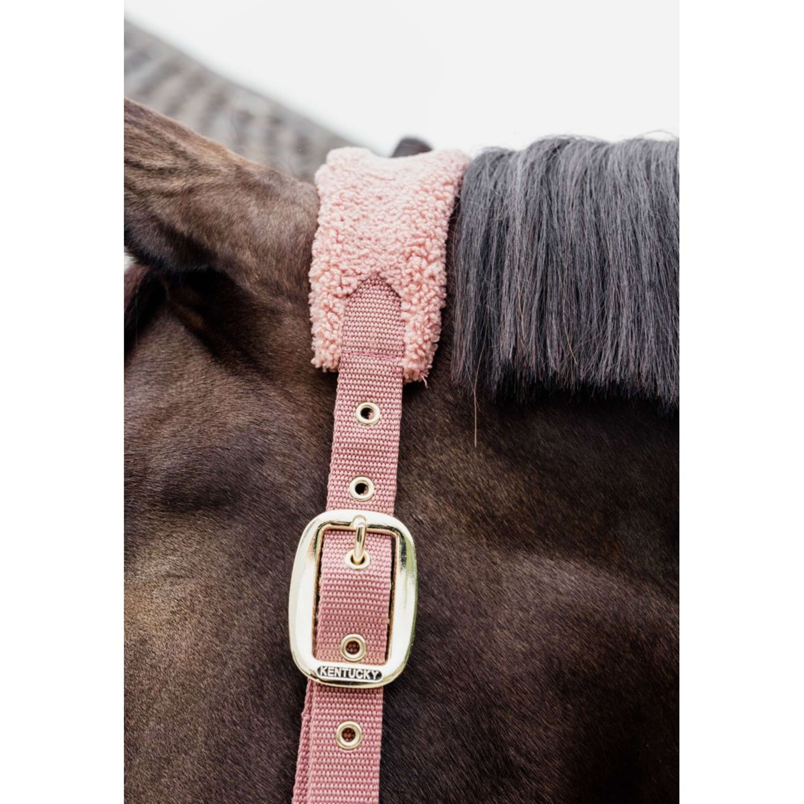 Kentucky Licol Polaire Teddy Rose Vieux Kentucky Licol Polaire Teddy Rose Vieux