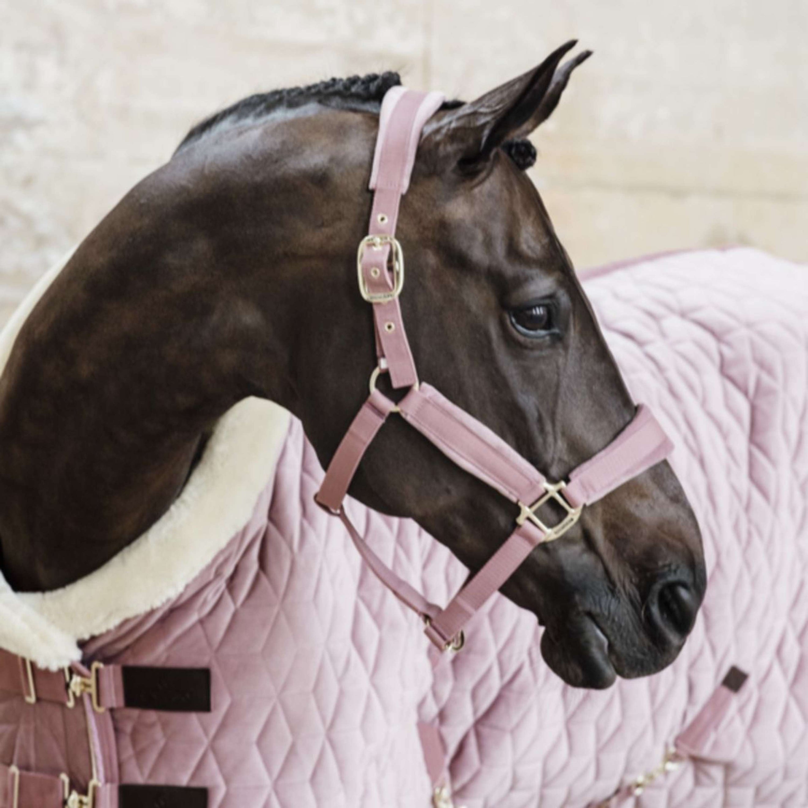 Kentucky Licol velours Rose Vieux Kentucky Licol velours Rose Vieux