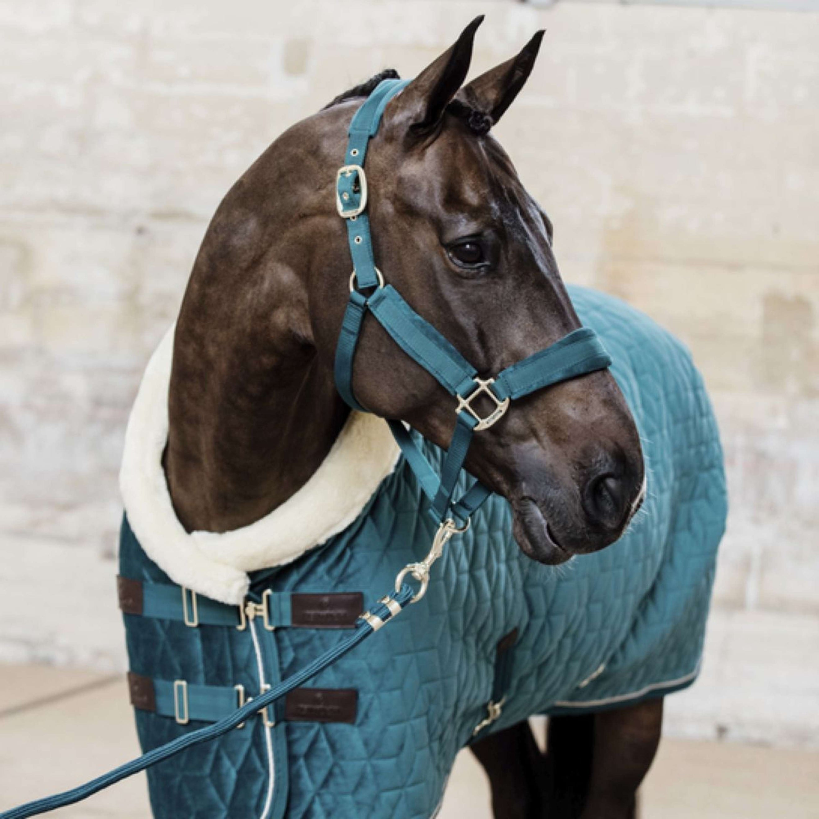 Kentucky Corde pour Licol Basic Émeraude Kentucky Corde pour Licol Basic Émeraude