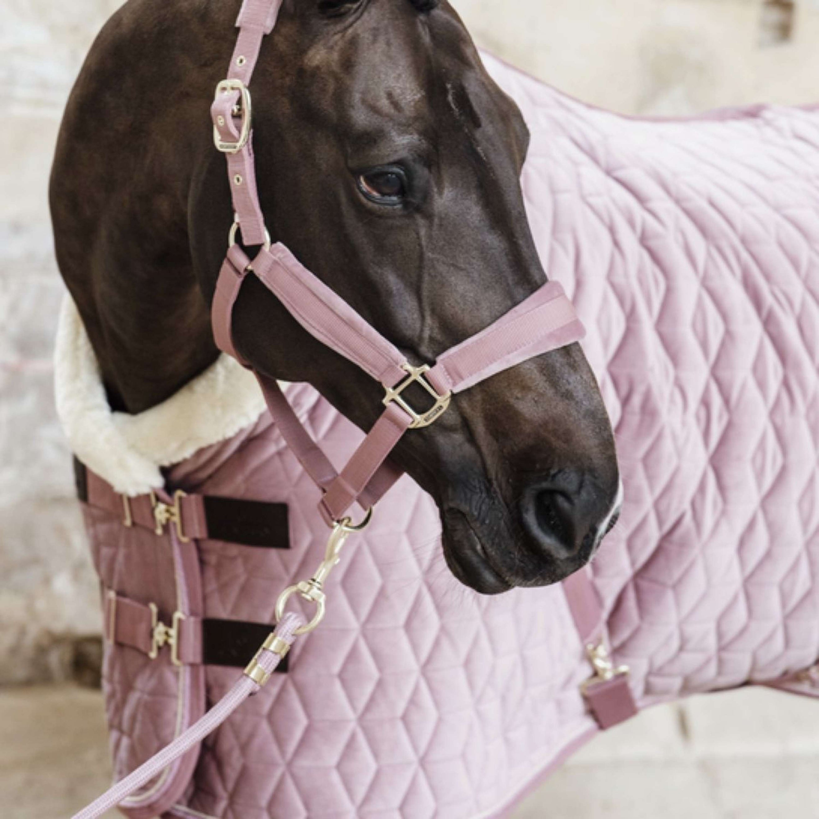 Kentucky Corde pour Licol Basic Rose Vieux Kentucky Corde pour Licol Basic Rose Vieux