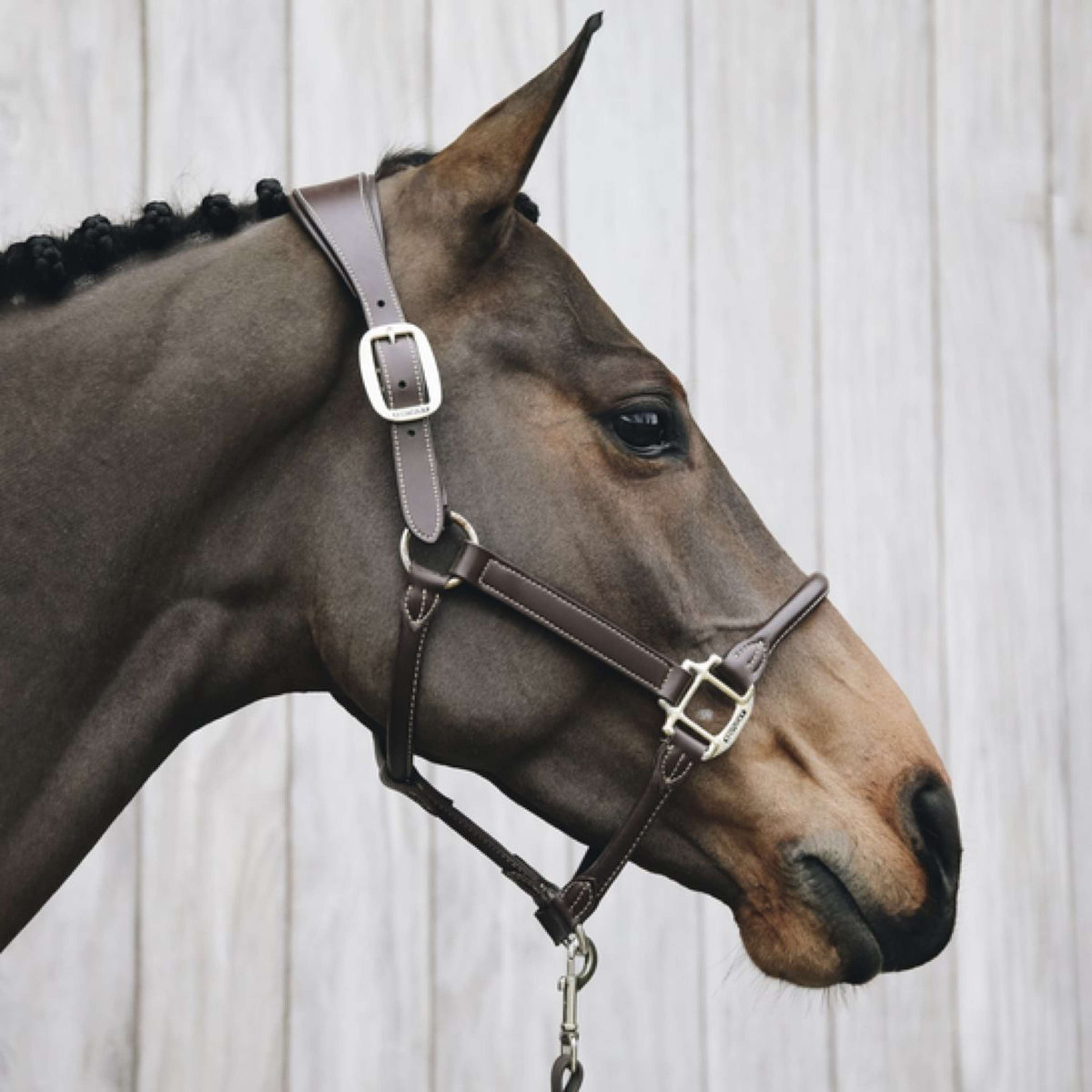Kentucky Licou Bride Marron