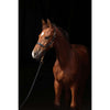 Covalliero Licol pour Poulain TopLine Noir