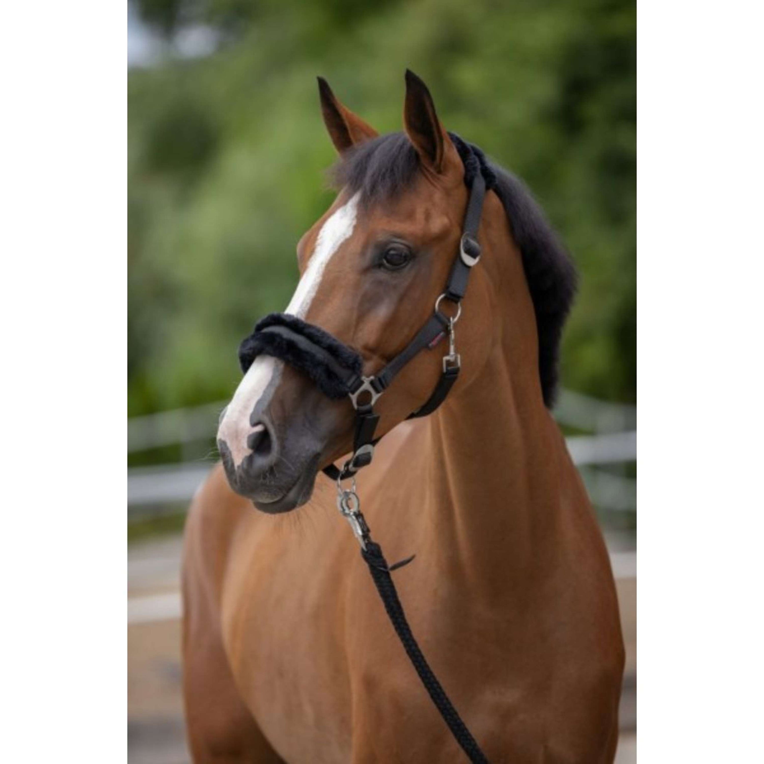 Covalliero Licol ClassicSoft Noir Covalliero Licol ClassicSoft Noir