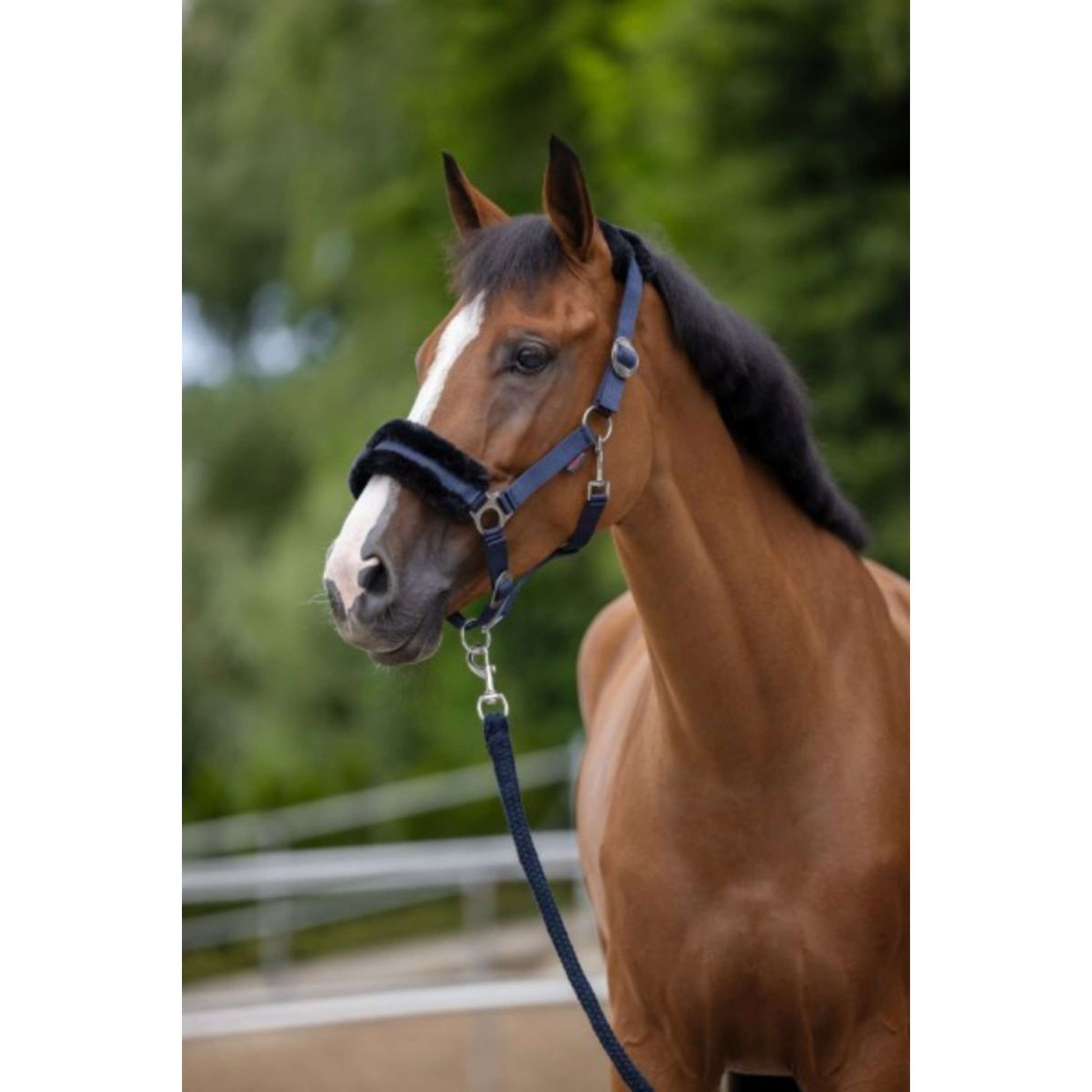 Covalliero Licol ClassicSoft Marin Covalliero Licol ClassicSoft Marin