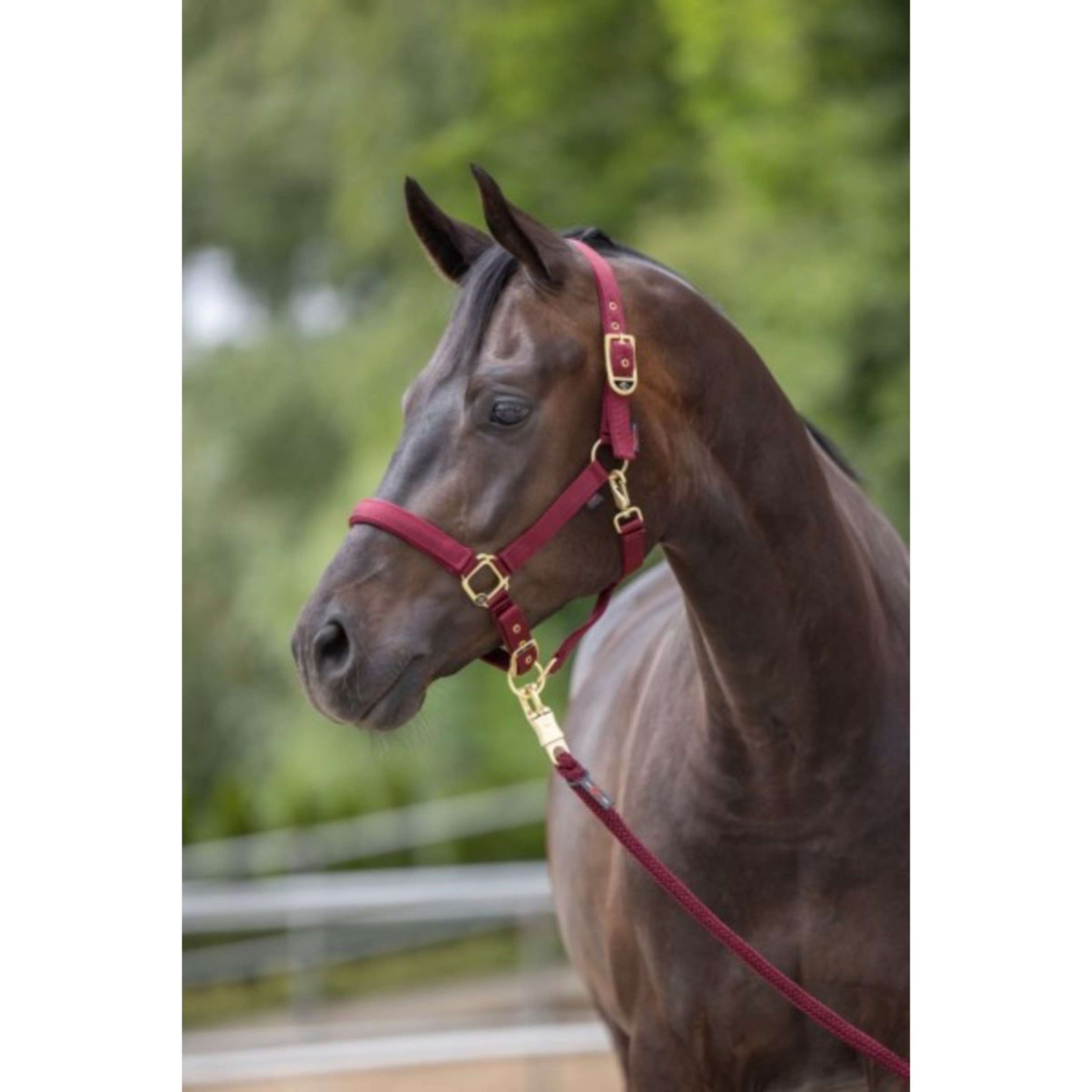 Covalliero Licol Classy Merlot Covalliero Licol Classy Merlot