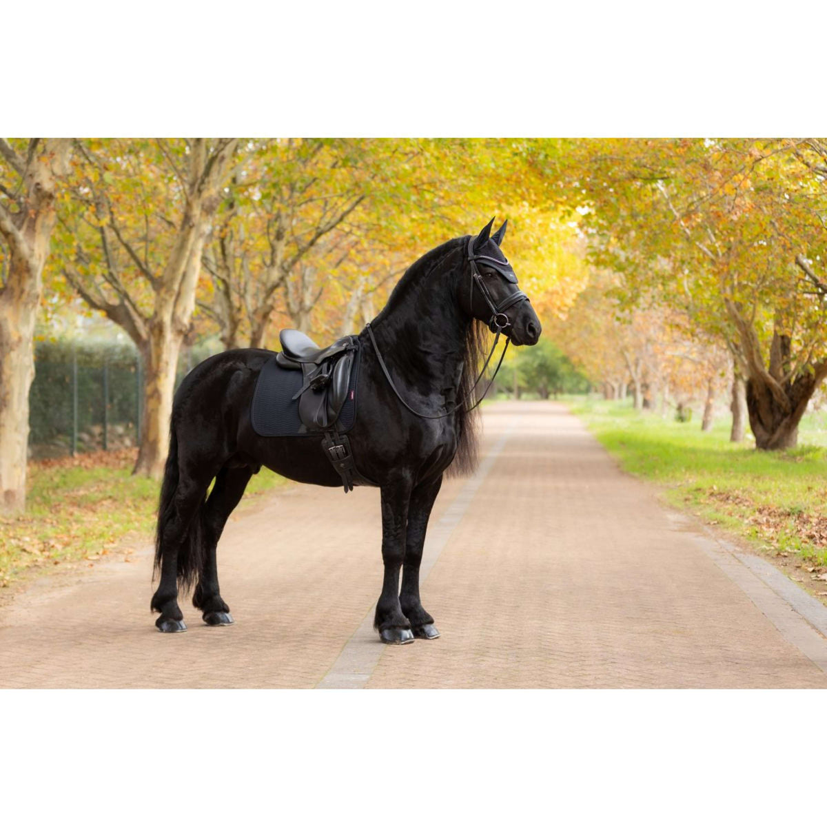 LeMieux Tapis de Selle Essence Dressage Noir