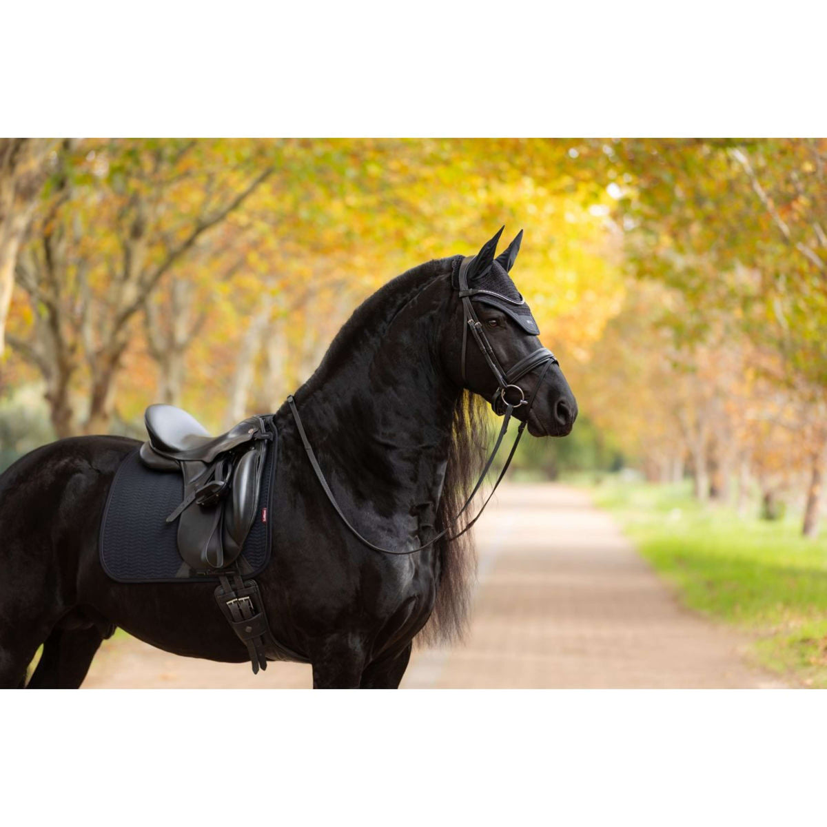LeMieux Tapis de Selle Essence Dressage Noir