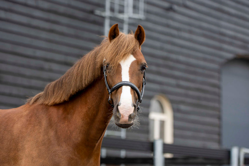 Set Chevaux pour Laver