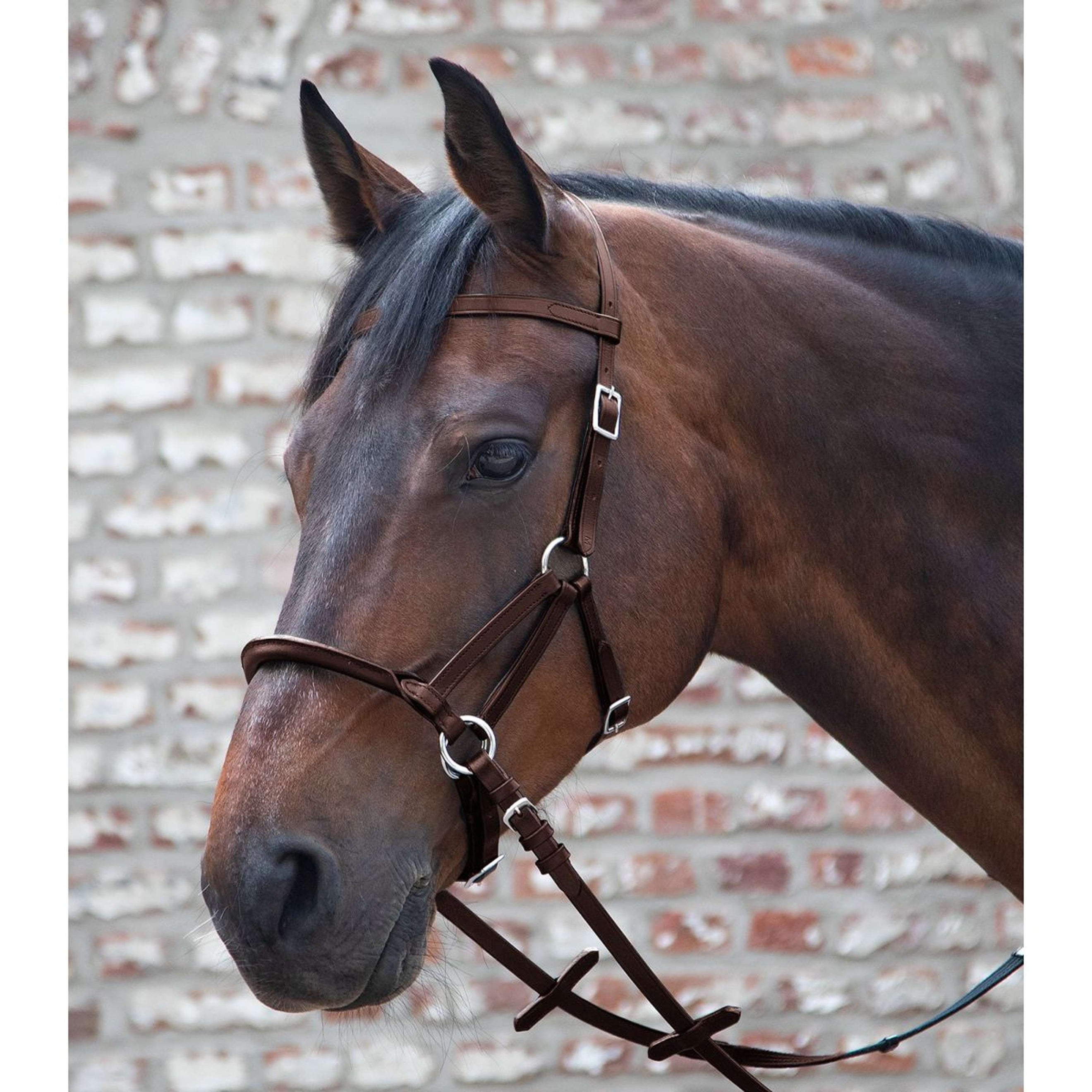 Waldhausen Bridon sans Mors Linda Tellington Jones Marron Waldhausen Bridon sans Mors Linda Tellington Jones Marron