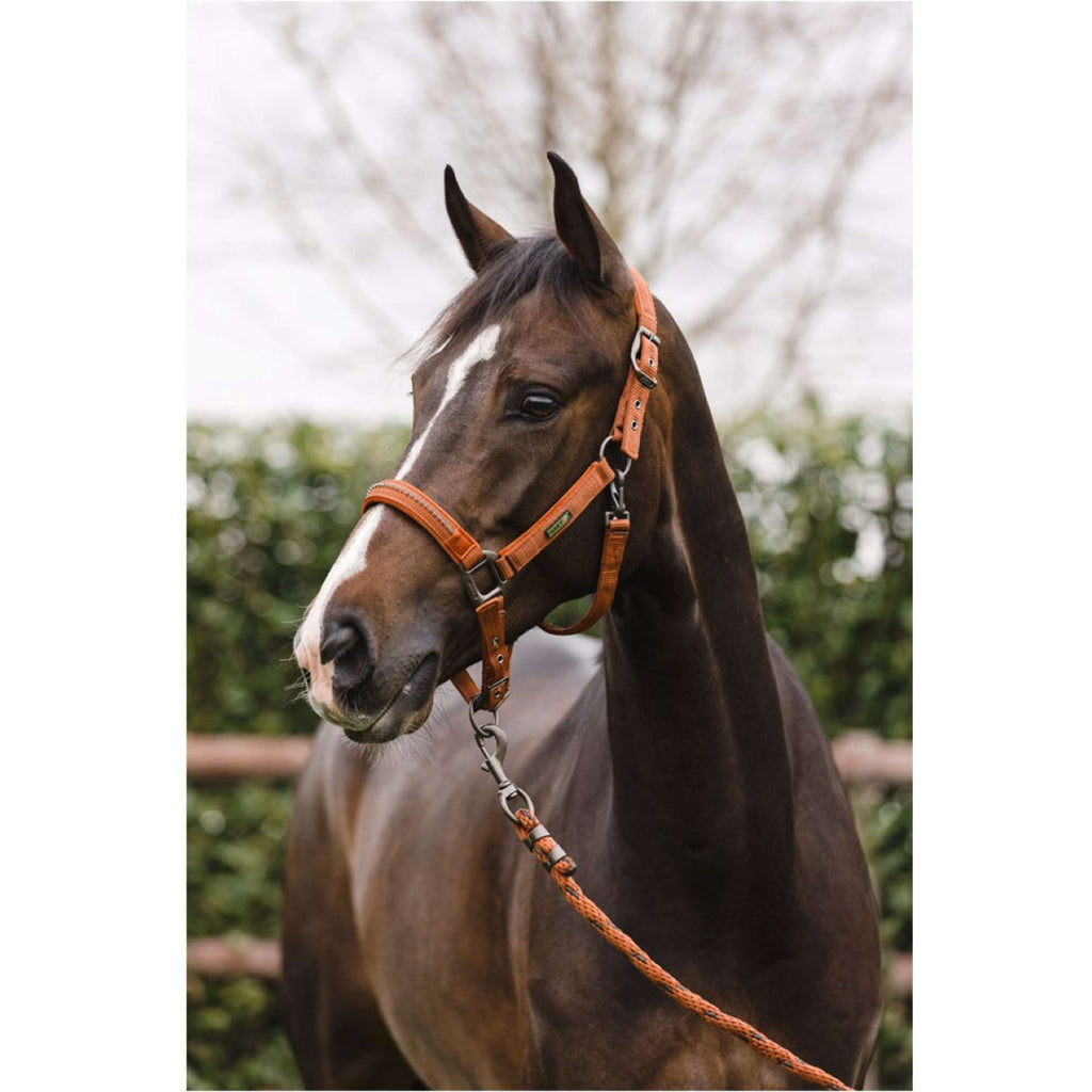 LeMieux Hobby Horse Vogue Ensemble Licol Rouille
