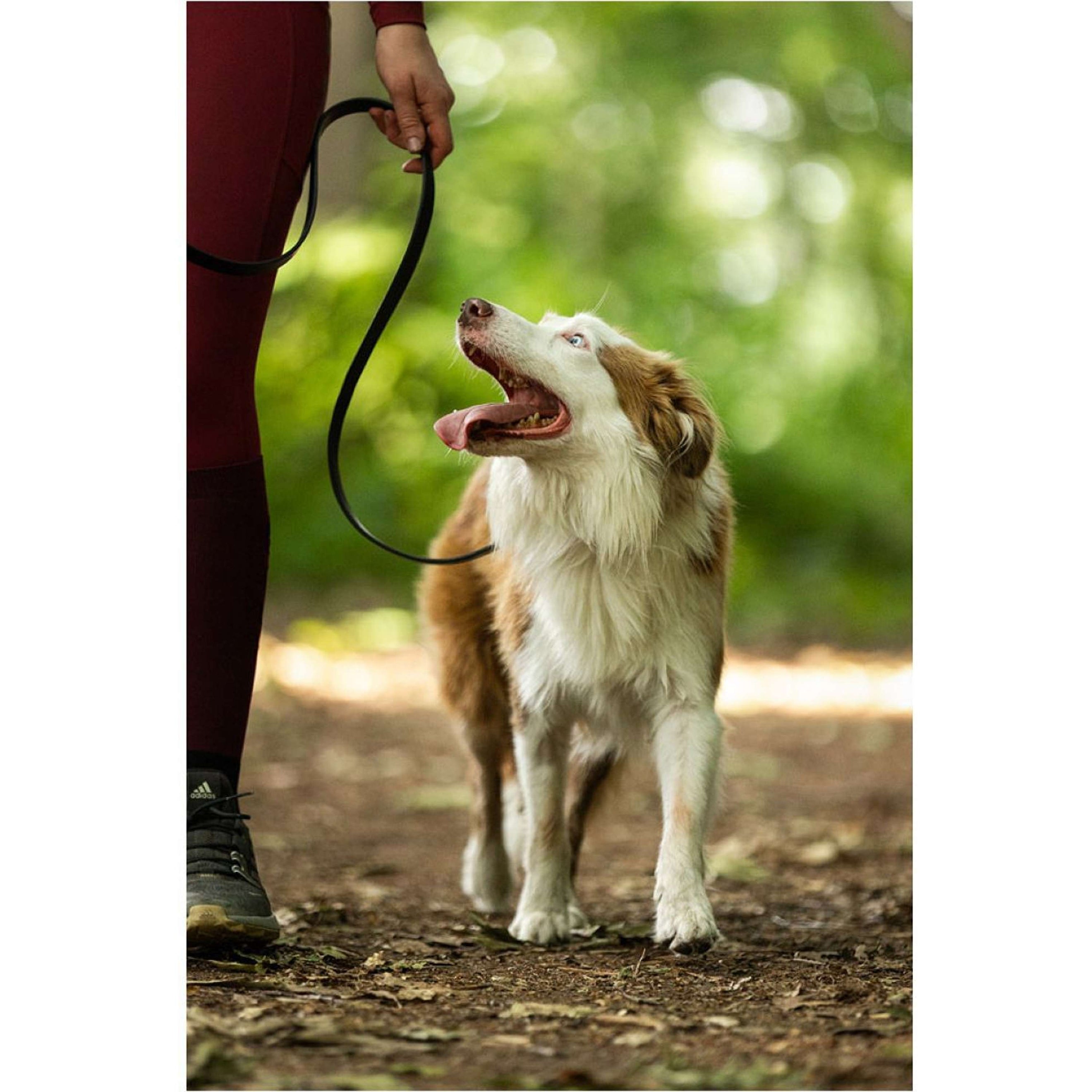 BR Laisse pour Chien Noir