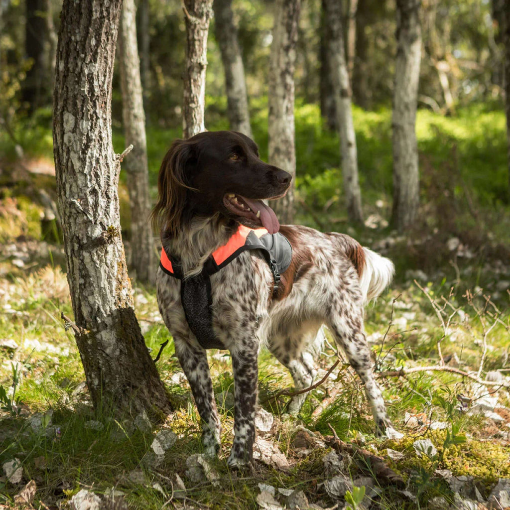 Back on Track Veste pour Chien TRAKK Réfléchissant Orange