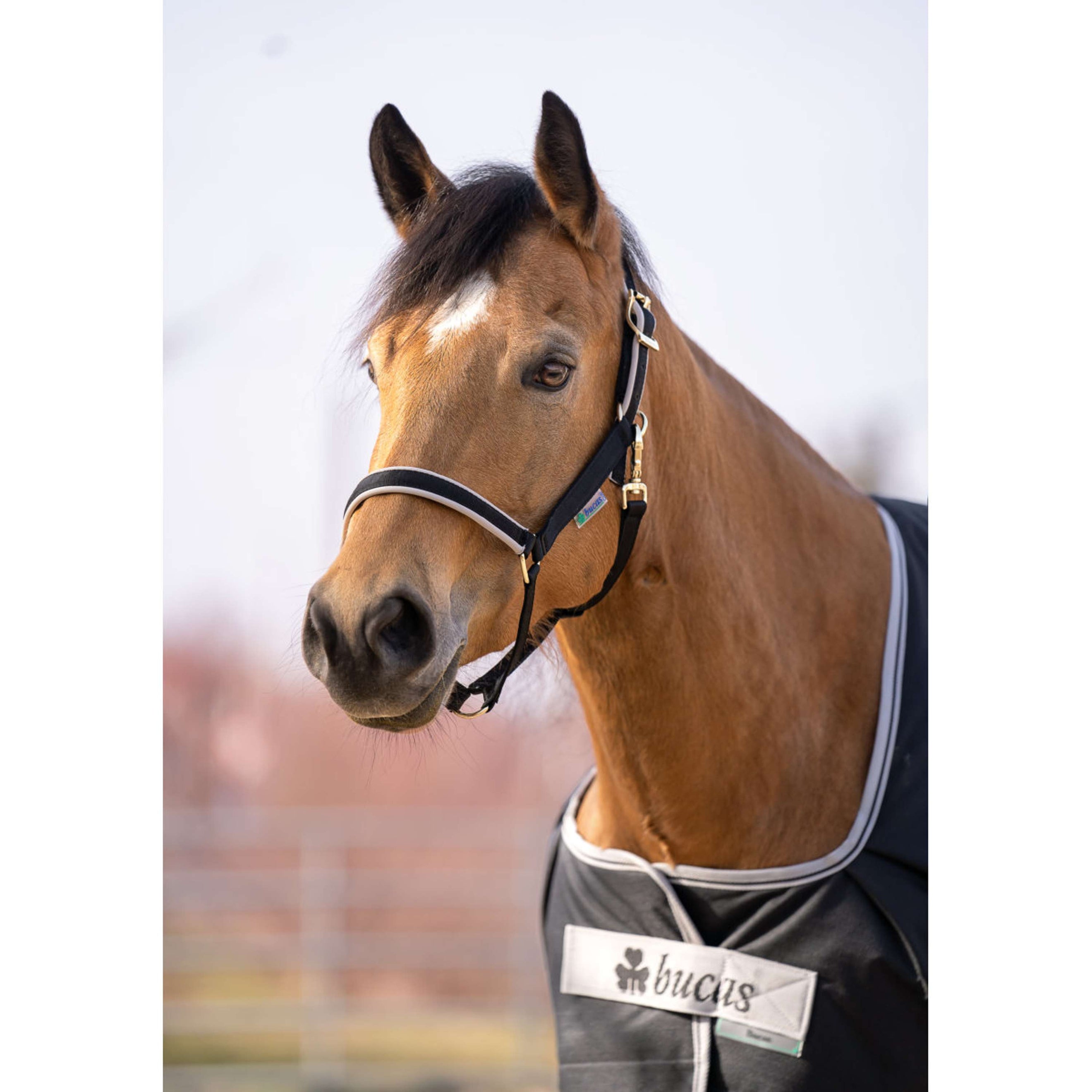 Bucas Anniversary Turnout Stay-dry 150g Sapphire Bucas Anniversary Turnout Stay-dry 150g Sapphire