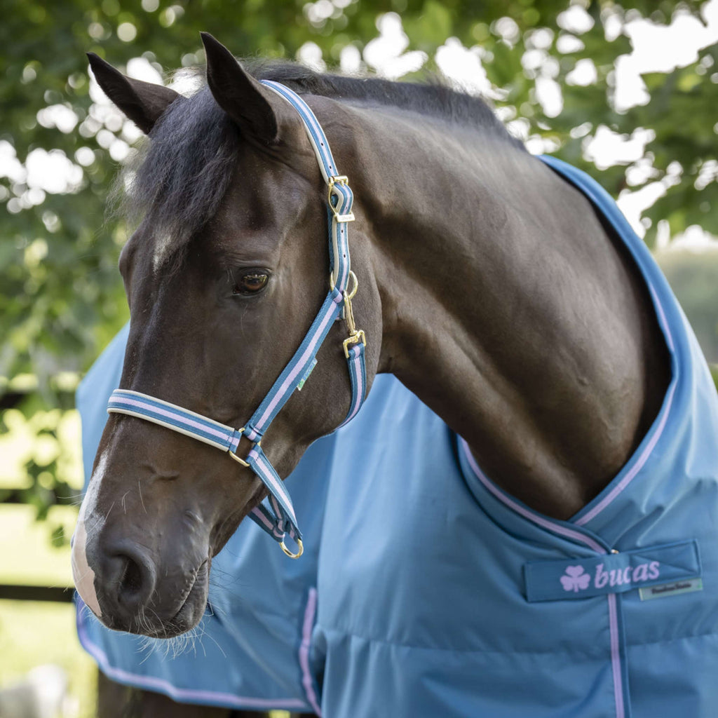 Bucas Licol Dublin Blueberry