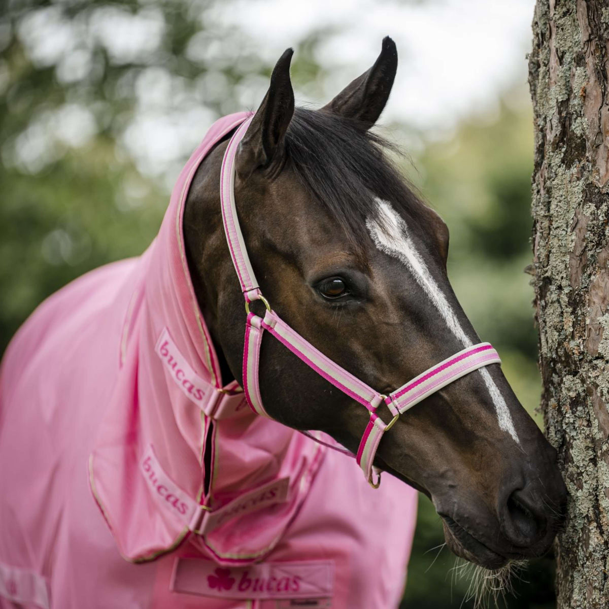 Bucas Licol Dublin Poulain Aurora Pink