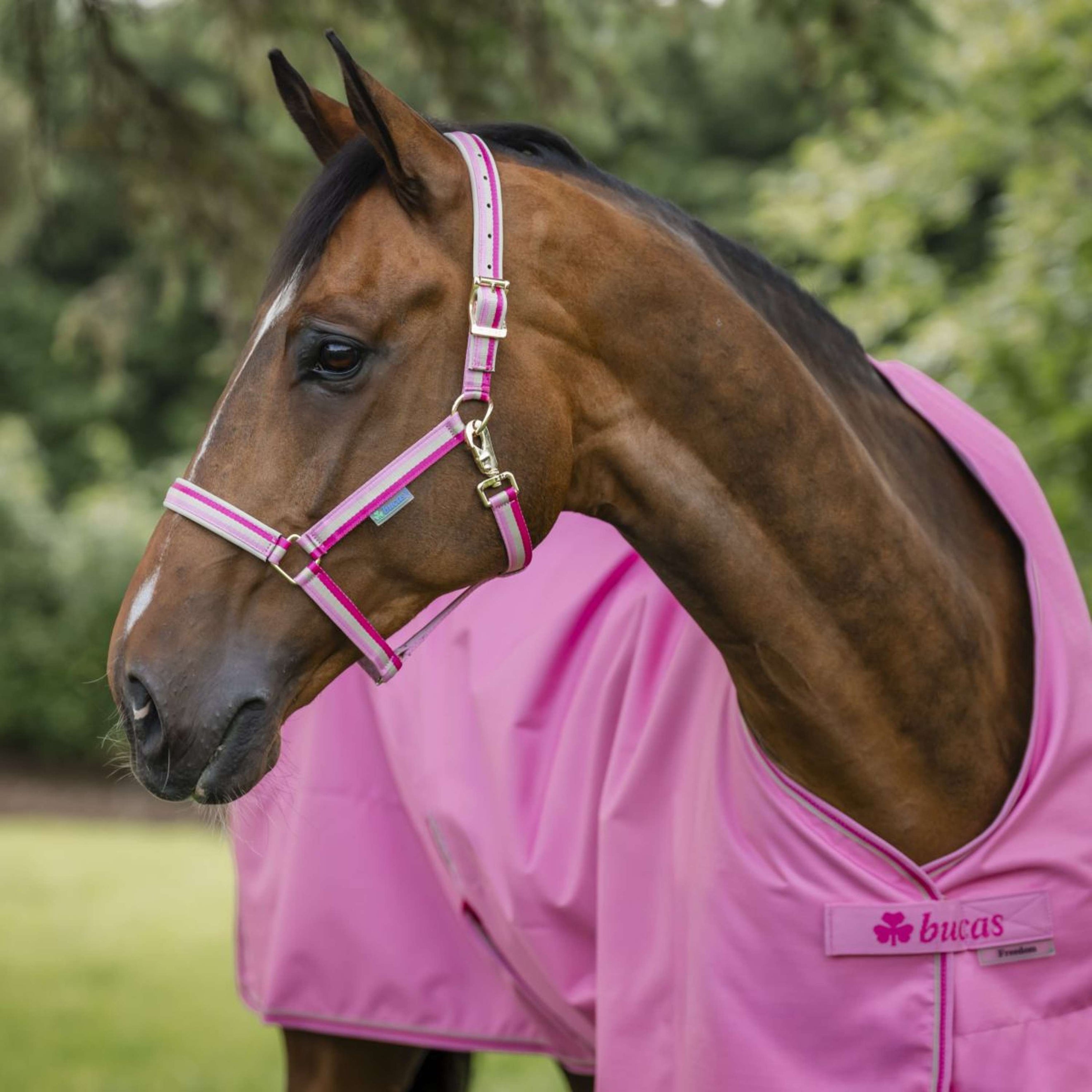 Bucas Licol Dublin Poulain Aurora Pink
