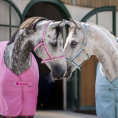 Bucas Licol Dublin Poulain Aurora Pink