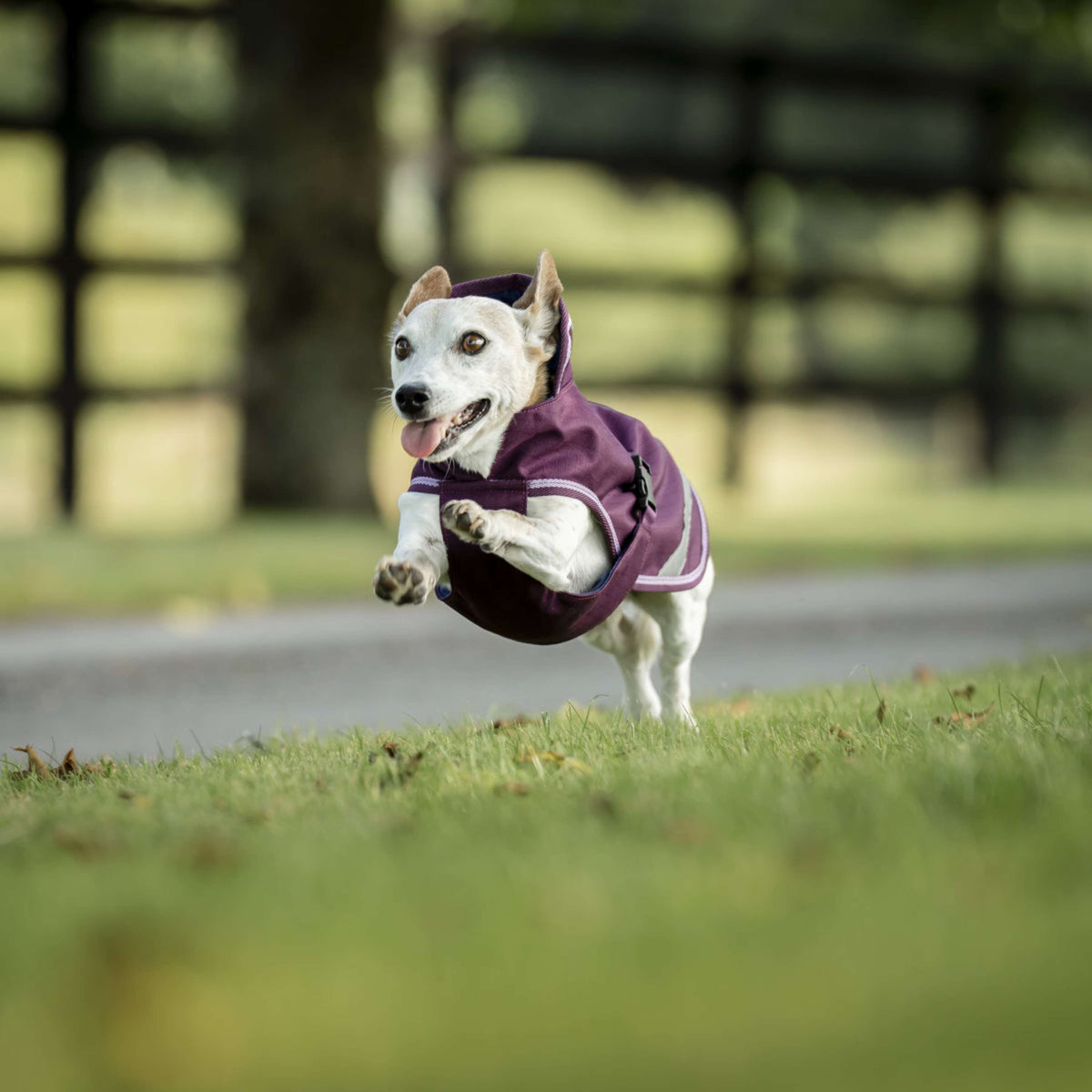 Bucas Freedom Dog Rug 300g Blackberry