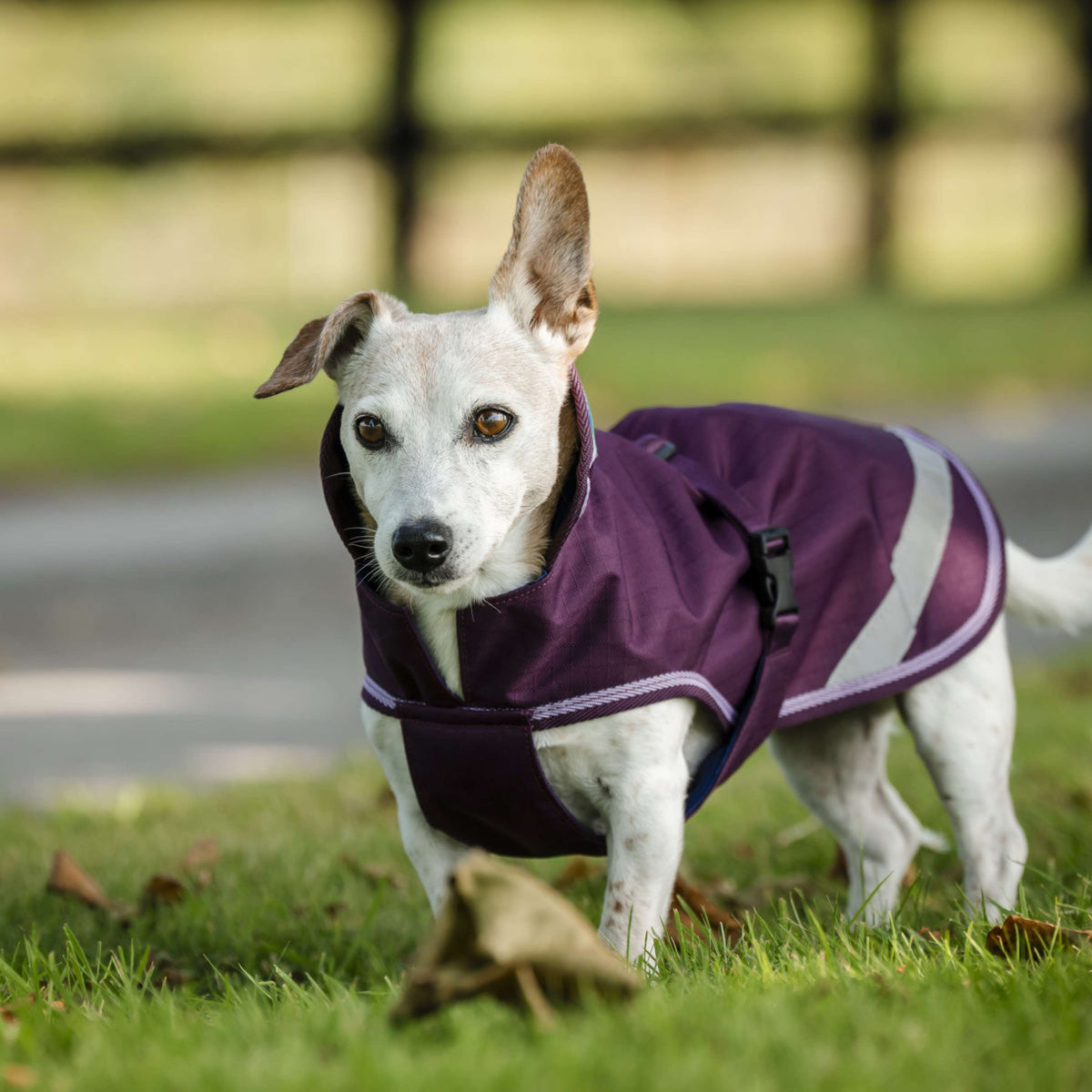 Bucas Freedom Dog Rug 300g Blackberry