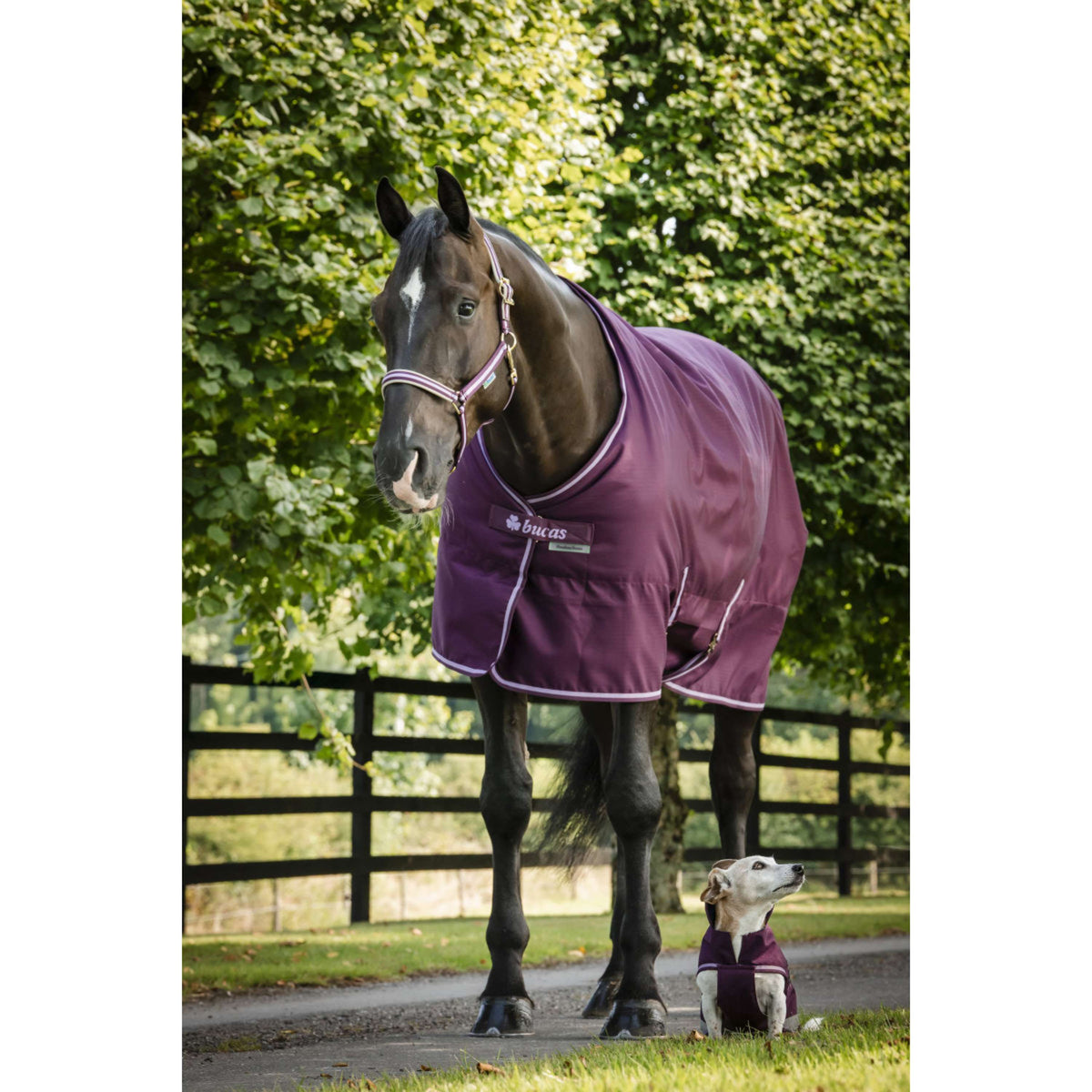 Bucas Freedom Couverture d'Écurie 150g Blackberry