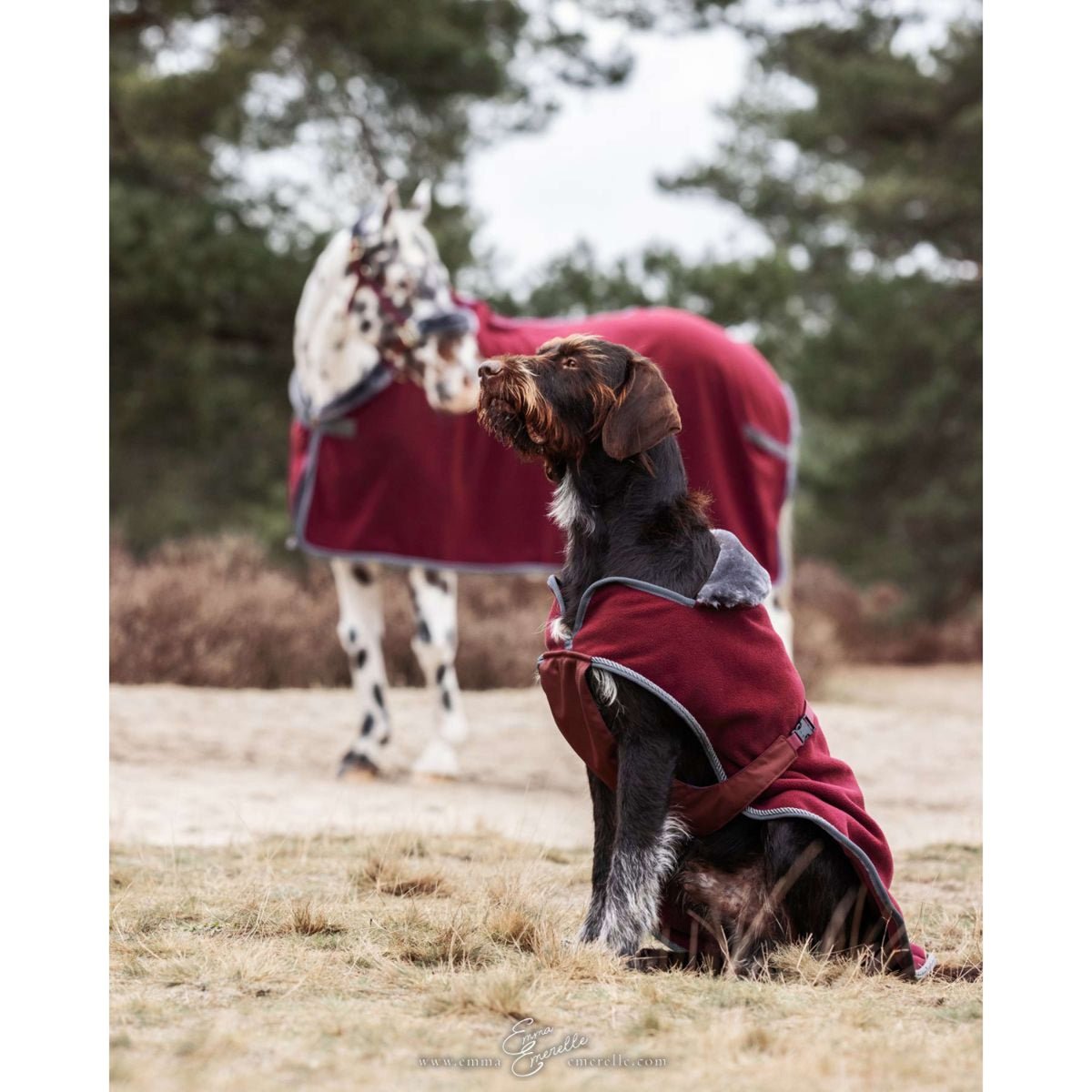 Bucas Couverture pour Chien Show-Line Burgundy/Gris