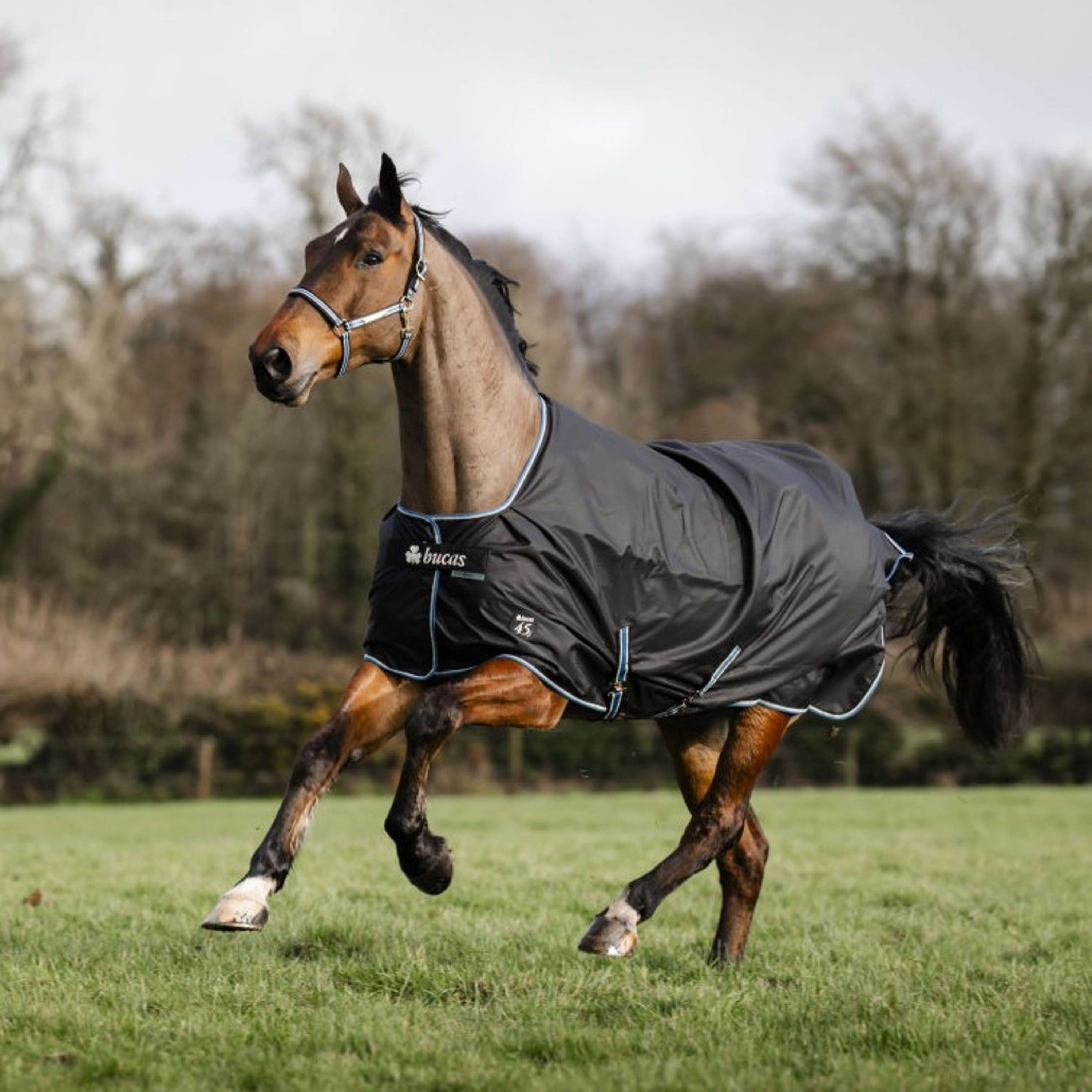 Bucas Anniversary Turnout Light Stay-dry 0g Sapphire