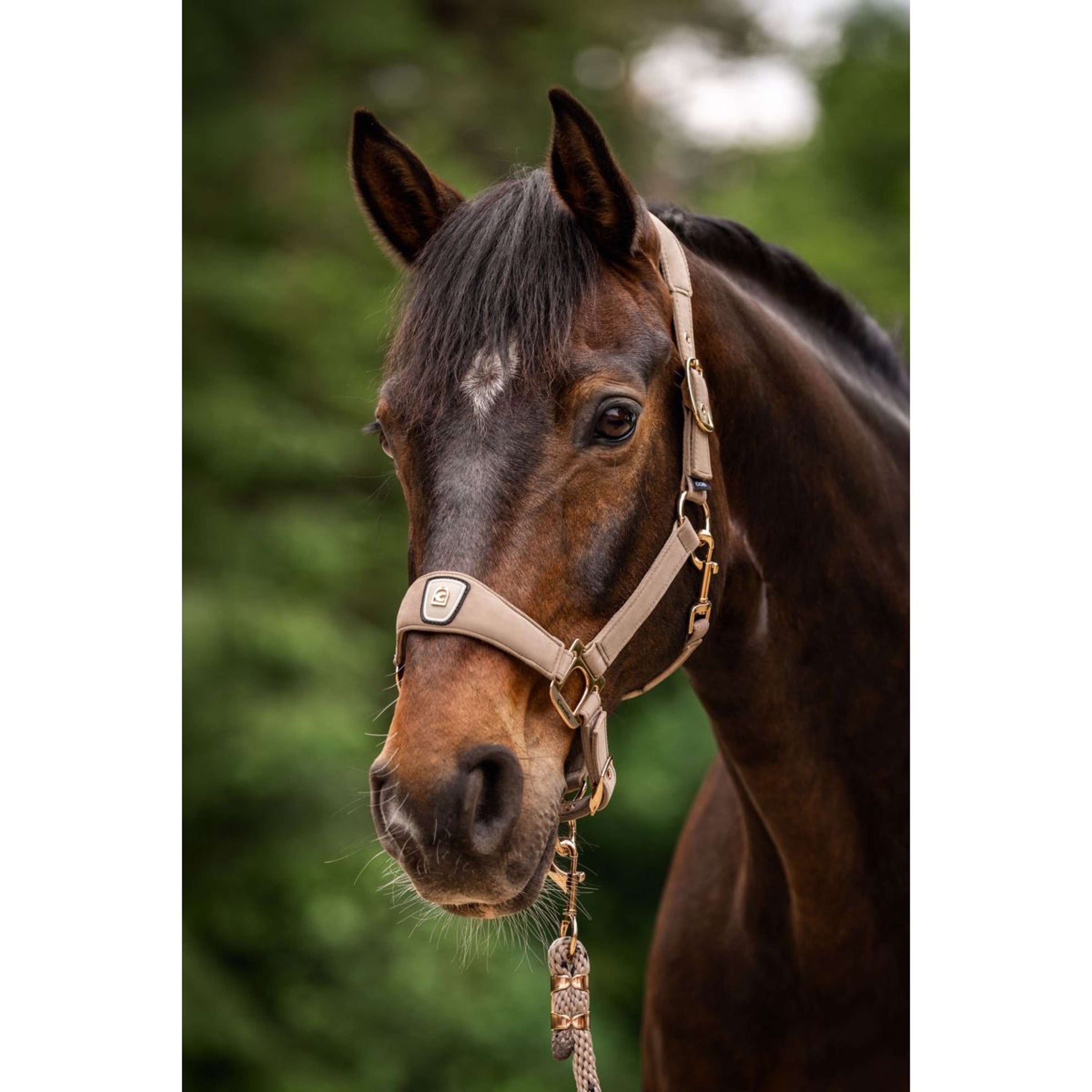 Cavallo Licol CavalPawel Mocha Latte Cavallo Licol CavalPawel Mocha Latte